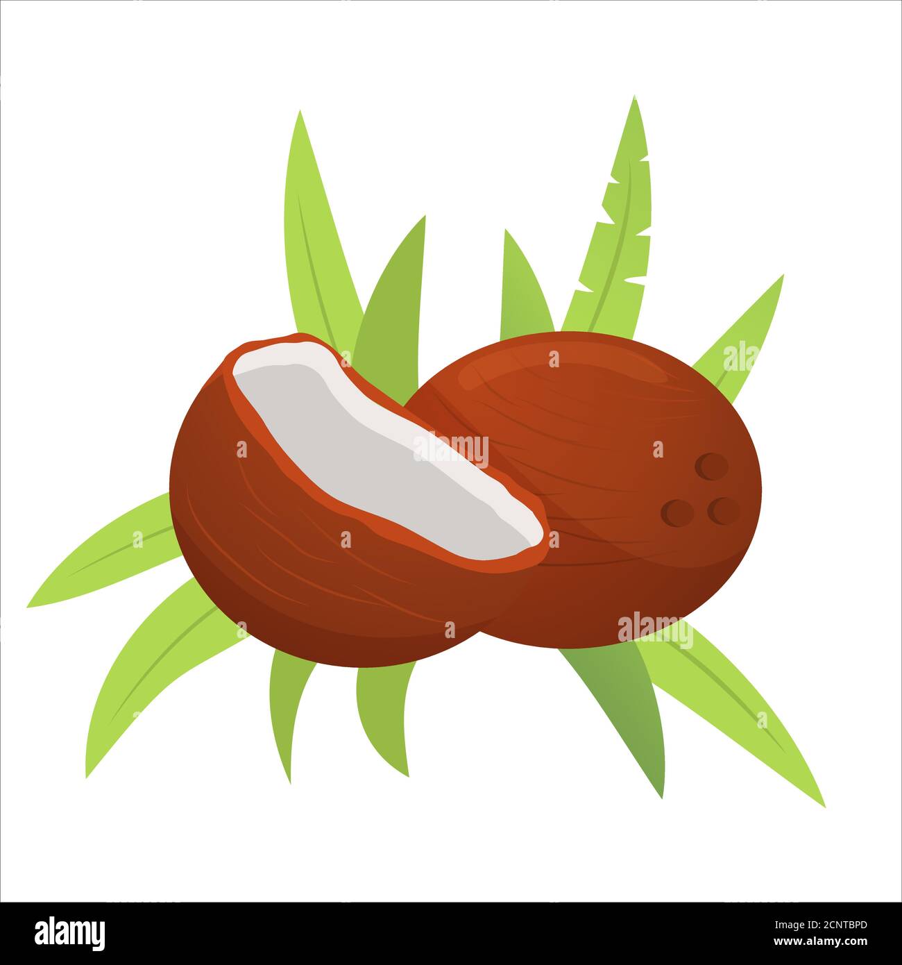 Noix de coco Icon entière et cassée noix avec feuilles de paume . Illustration de Vecteur
