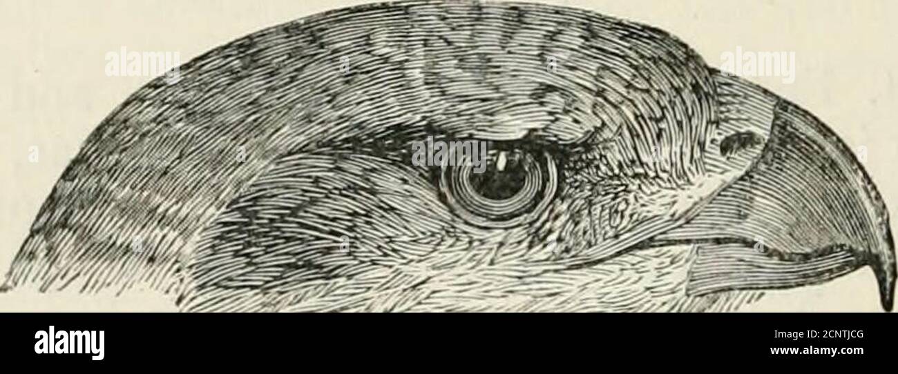 . La faune de l'Inde britannique, y compris Ceylan et la Birmanie . d. Birds Bnrm. P. 62; Biddulph, Ibis, 1881, p. 40; St. John, Ibis, 1889, p. 152.? Astur cenchoides, Severtz. Turk. JEV. P. 113 (1873); ID S. F. iii, p. 422.Micronisus poliopsis, Hume, S. F. ii, p. 325 (1874); Hume ^- Oates, S. F. iii, p. 24; Hume ^ Inglis, S. F. v, p. 9.Astur poliopsis, Sharpe, Cat B. M. i, p, 110; Bingham, S. F. v, p. 81; Hu7ne S,- Da c. S. F. vi, p. 7; Cripps, S. F. VII, p. 243; Hume, no de Cat 23 bis ; Bingham, S. F. ix, p. 143; Oates, B. B. ii, p. 179; Hume, S. F. xi, p. 7.Scelospizias badius, Gurney, ibis, 18 Banque D'Images