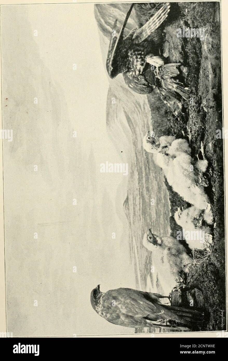 . Oiseaux, bêtes et poissons du Norfolk broadland . JEUNES MERLINS. (De la vie.). LES FAUCONS 189 le Kestrel, le kestrel est l'homme de garde du marécage. À toutes les saisons de l'année, vous pouvez le voir voler au-dessus de l'hisproie, soit lorsque les broads sont blancs, soit lorsque les marais sont gais avec des fleurs de plusieurs couleurs, ou sereavec des herbes mourantes, ou frais avec de l'herbe de printemps nouvelle. HEIs la vraie souris - chasseur, et le marshmouse à queue longue est sa proie toujours prête; en effet, chaque mur de marais est parsemé de leur souris douce-colorée en bas avivé de brun, car lui, comme toute la tribu des faucon, aime manger le hisfood Banque D'Images