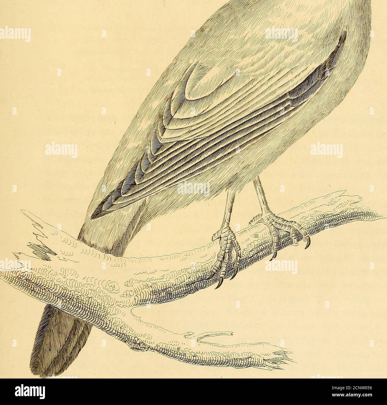 . Illustrations d'ornithologie . &lt; * Wm. c/y A A/r-f ///&lt;■ / // r/ i (-/&lt;y// , SPHECOTHERES VIRESCENS, Vieillot, Green Sphecotheres. PLAQUE LXXIX. S. olivaceo-viridis; gula, pectore nuchique griseis; capitite, genis, pteromatibus, re-migibus, rectricibusque nigris; son quatuor mediis exceptis albis exterioribusrachi extertoto albo; orum ambitu nubromocurs. Le Sphecothere vert; Sphecothere virescens, Vieill. Gall, des PI. OIS. 147- Choucari vert; Graucalus viridis, Quoy 8f Gam. Voy. Par le Freya. aut. Du monde, pi. 21. Sphecotheres viridis, Vig. SF Horsf. TRANS. Ligne Vol. SOC Banque D'Images