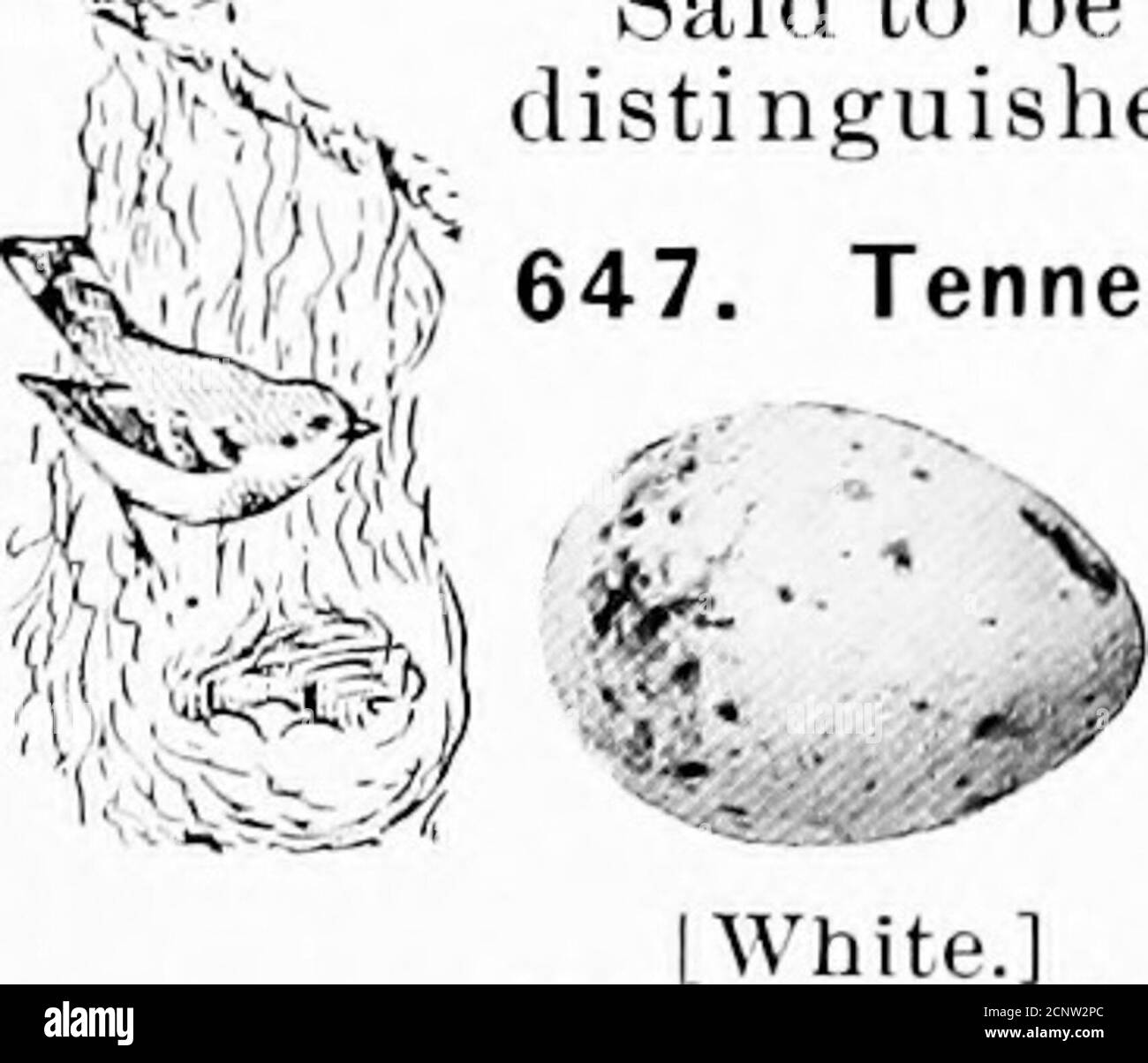 . Oeufs d'oiseaux d'Amérique du Nord . [Blanc. Les oeufs ne peuvent pas être 646. Paruline à couronne orange. Helminthophila celata. Aire de répartition.—Amérique du Nord, principalement à l'intérieur, se reproduisant au nord des États-Unis, sauf dans les Rocheuses au sud jusqu'en Arizona et au Nouveau-Mexique; hiverne dans les États du Golfe et vers le sud. Cette espèce de couleur verdâtre à gaine simple a une tache orange sur la couronne. Ils ont été fondatrices au sujet de la baie d'Hudson et dans le district tli* du fleuve Mackenzie, plaçant leurs nids dans des creux sur le sol, habituellement sur le côté des berges ou des collines et dissimulés par de petites touffes d'herbe ou de buissons. T Banque D'Images