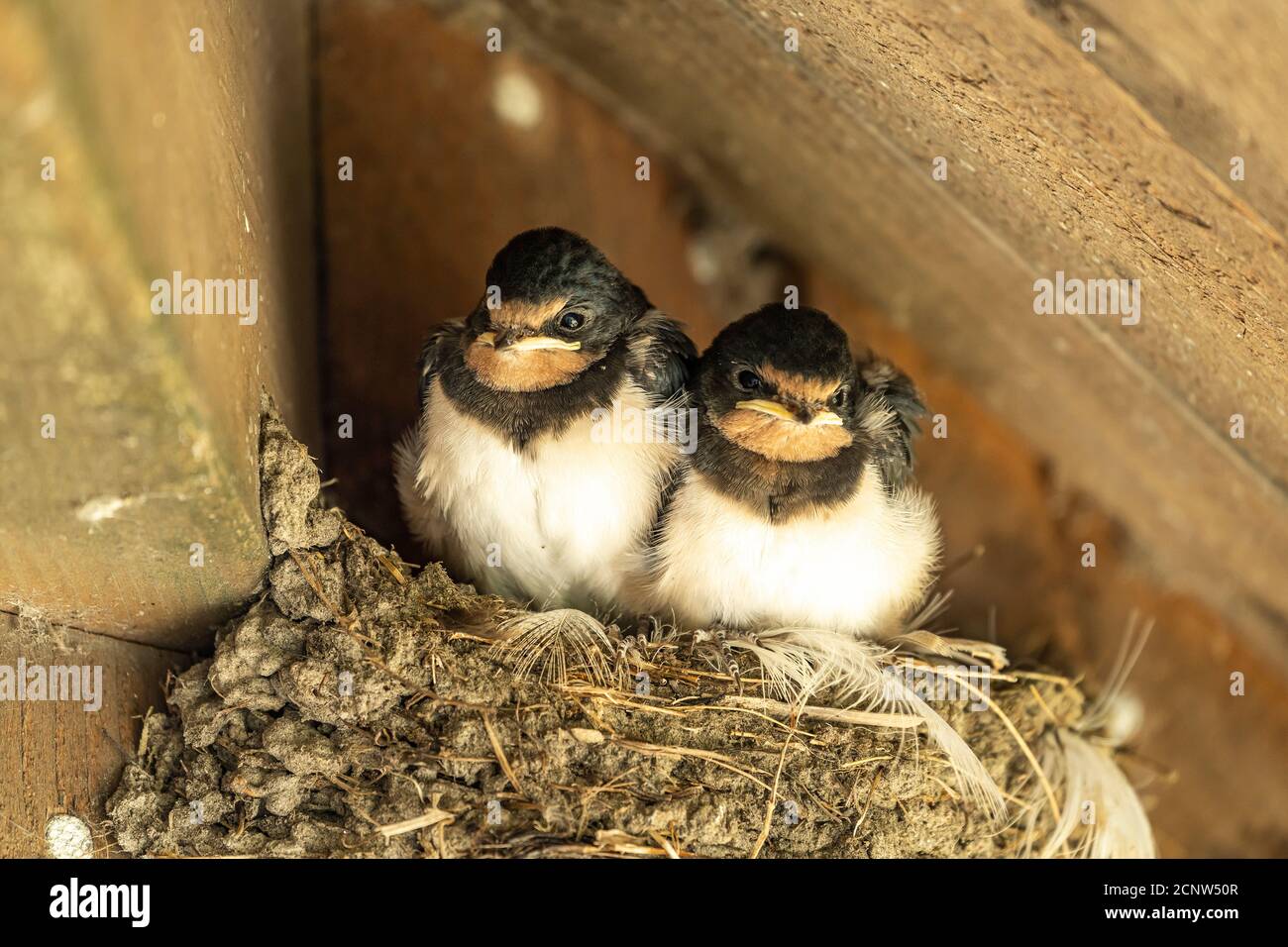 Junge Schwalben im Nest, Dänemark | jeune maison commune martins dans leur nid, Danemark Banque D'Images