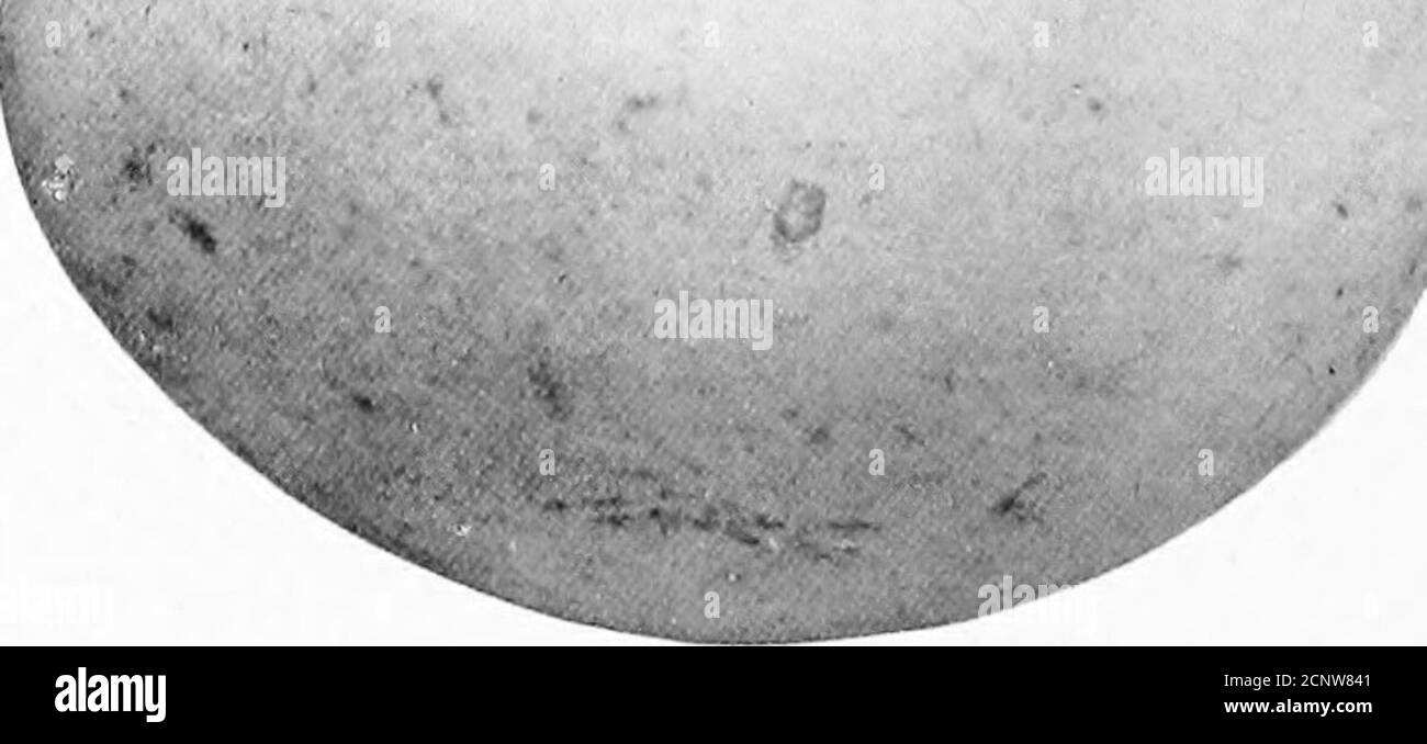 . Les oeufs d'oiseaux d'Amérique du Nord . ngth anddilate environ sept pieds, jamais plus de huit pieds, et onlybirds de la deuxième année (quand ils sont plus grands que les adultes) approche jamais thisexpanse. Leurs consistsde nourriture de poissons, (qu'ils ont quelque temps ils se capturent, mais ils prennent souvent de l'Osprey,)rwhann 1 carrion, et les canards qui ^^ ils catcli dans la Hight. Leurs nids sont des structures massives de bâtons, au sommet de grands arbres. Ils rarelylay plus de deux oeufs, qui sont blancs. Taille 2.75 x 2.10. Données. —Mt. Les puces-ant, S. (.., nichent au-dessus d'un pin, à 105 pieds du sol; faites de gros sticksand li Banque D'Images