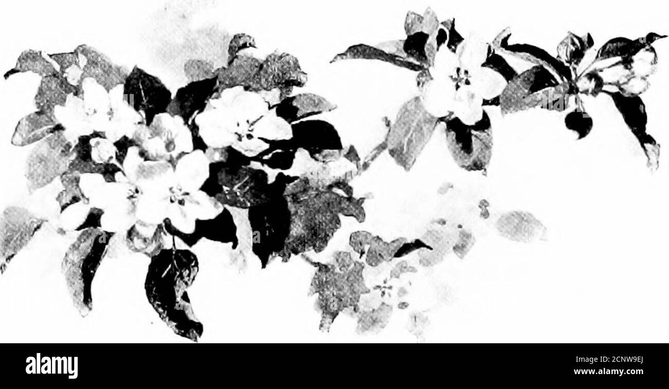 . La vie sauvage près de la maison . les ouvertures sourire dans l'agonie de sa civilisation.les hommes peuvent niveler les forêts, dégager la terre et la barrière; Init aussi longtemps qu'ils plantent des vergers, la vie d'oiseau, au moins, survivra et prospérer. ■ de la grange tlie au verger, à l'exception de fi le varbleis, un acre de pommiers est plus riche dans la ■^arieté de ses oiseaux, dix acres de bois. Dans les trois vergers de crevasses, peu nombreux, j'ai trouvé l'iitliin,chipi^y, le verger-(.)riole, cerisier, oiseau-roi,corbeau-blackbiïde, bluebird, chebec, hirondelle-arbre, scintillement, pic à bois débridé, hibou, jaunâtre, redstart et grand-cré Banque D'Images