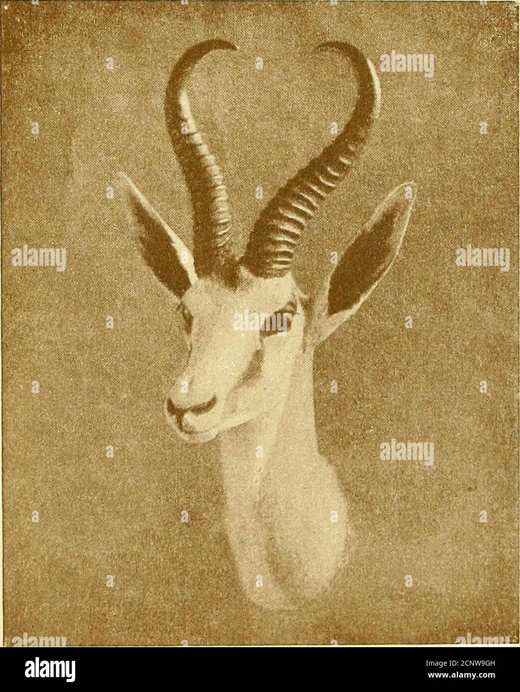 . Enregistrements de grands jeux avec leur distribution, leurs caractéristiques, leurs dimensions, leurs poids et leurs mesures de corne et de tusk . r Gray. Flats Ovampo . Feu le capitaine F. Cookson. Le regretté George Gray.Major E. J. Lugard.C. L. Blundell.C. Ansell.C. Cliallis. Ngamoland . . F. T. Garbutt.? British Museum. ? Sir Owen Philipps. L'honorable J. C. Lyttelton.F. E. Potter N. H. Barton.Griqualand . . F. C. Selous. 1 UN échantillon mal formé. SPRINGBUCK 277 longueur courbe d'avant-plan. Circonférence. Conseil à Conseil. Localité. Propriétaire. I3l 6 55 ? Comte de Kingston. 13 ! 5i 51 Benguela. G. W. Penrice. I3l 54 4i Angola . C. W. vif. 13^ si 3i ou Banque D'Images