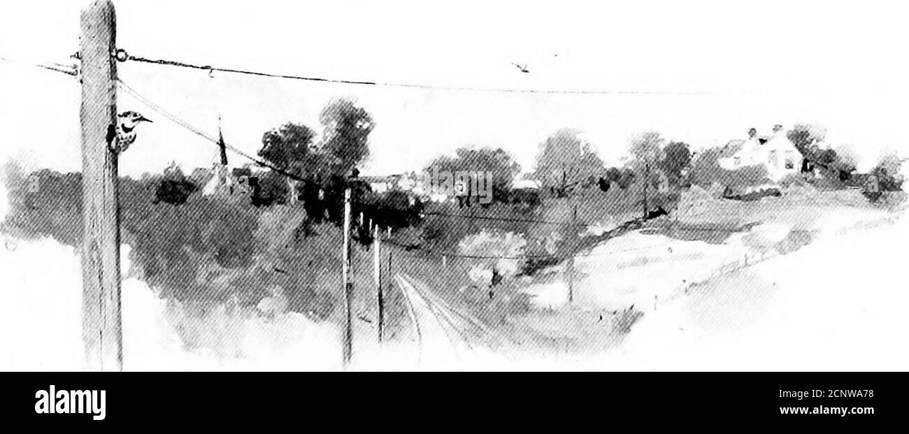 . La vie sauvage près de la maison . [109] VOISINS EN PLUMES. VOISINS À PLUMES LES voitures électriques courent après ma porte, avec l'aswitch presque en face de la maison. J'entends une voiture gronder dans les bois oo tlie ouest, et une autre se marteler dans la vallée à l'est, jusqu'à, crier, gémissement, grondement, craquer, ils se mettent en vue, font une pause sur le commutateur, et le tonnerre à l'est et à l'ouest jusqu'à ce que hors de l'audience. Puis, pendant trente minutes, l'asilence s'installe aussi profondément qu'elle se trouvait ici il y a un siècle[ll.S]. Les chiens aboient ; les anneaux d'enclume ; les chariots crotleby ; et les enfants crient sur les routes transversales. Mais ces sons ont bec Banque D'Images