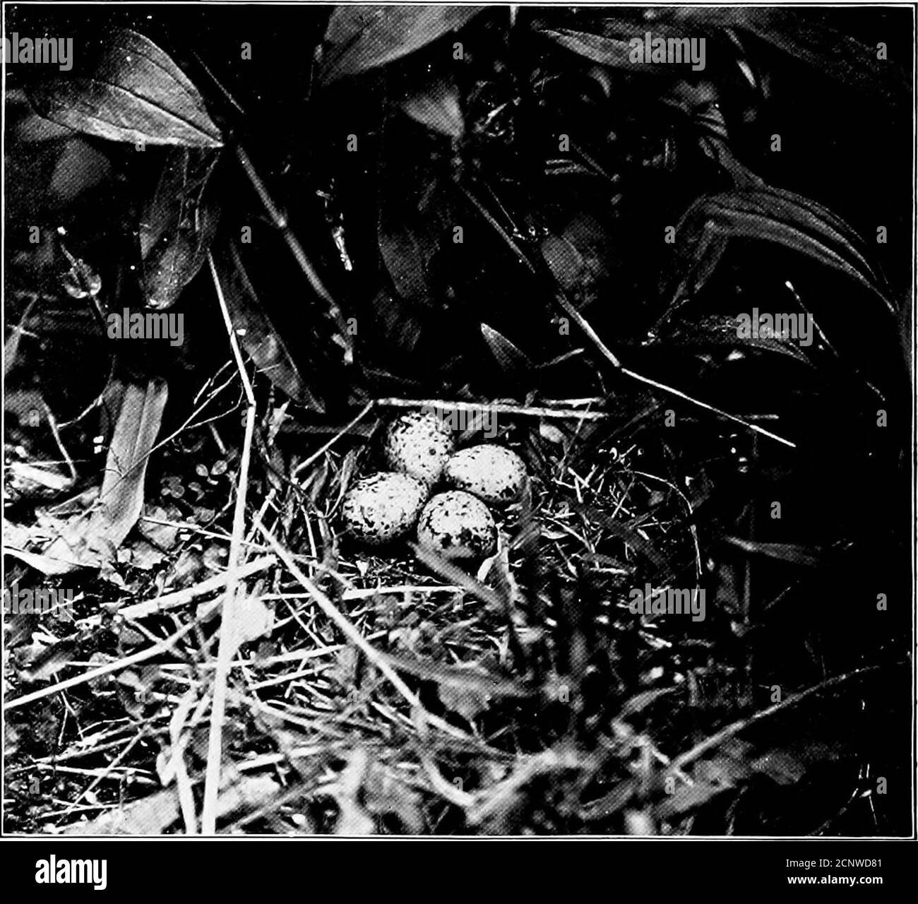 . Oeufs d'oiseaux d'Amérique du Nord . NID ET ŒUFS DE SANDPIPER À POIS. Œufs d'oiseaux nord-américains. 125 de trois à cinq et sont d'une couleur de bouret grisâtre, tacheté et blotchetl avec le brun blacliish. Les jeunes, liliques de tous les oiseaux de terre, sont couvéerecouverts de duvet, Et courir dès leur naissance.ils sont anxieusement fréquentés par les parents et atle signe de danger leiste, se cachent beneatha tuft d'herbe ou derrière une petite pierre, où les théyrestons parfaitement immobile jusqu'à ce qu'ils soient appelés par les oiseaux de l'eau. Les adultes de Tlie tentent fréquemment de conduire un en-emy loin des jeunes en feignant un W cassé Banque D'Images