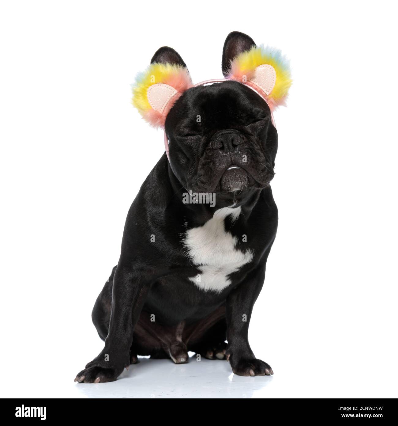 Joyeux chiot Bulldog français portant des casque antibruit arc-en-ciel à la  fourrure, les yeux fermés, assis sur fond blanc de studio Photo Stock -  Alamy