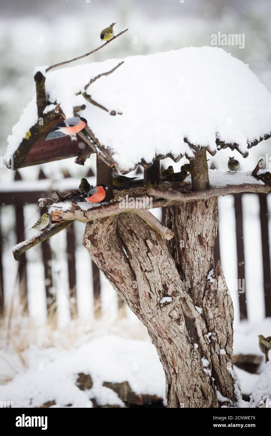 Oiseaux dans la neige en nourrissant les oiseaux Banque D'Images