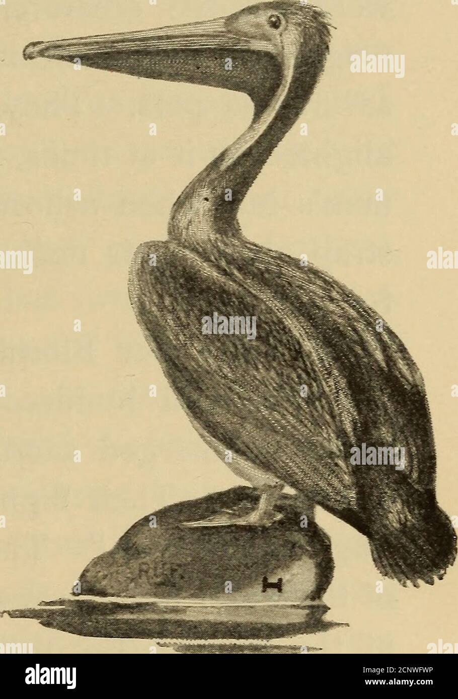 . Demi-heure avec les poissons, les reptiles et les oiseaux. ET LES CANARDS les butin, les cormorans, et les gantets havecousines dans les pélicans — les longues critures de mien solennelles, qui se trouvent dans presque toutes les régions tropicales.en Floride, le pélican brun(Fig. 133) est la forme commune.sur la terre il est très maladroit, ses jambes courtes étant mal adaptedpour la locomotion, mais avec les bandes larges excellentes pagaies.le pélican a un extraarypouch sous la mâchoire inférieure, qui est vraiment un énorme filet de trempage, pour aider l'oiseau maladroit dans la thécessture de la nourriture. Bien que l'oiseau d'alarge, il est extrêmement léger l'air, sur accoun Banque D'Images