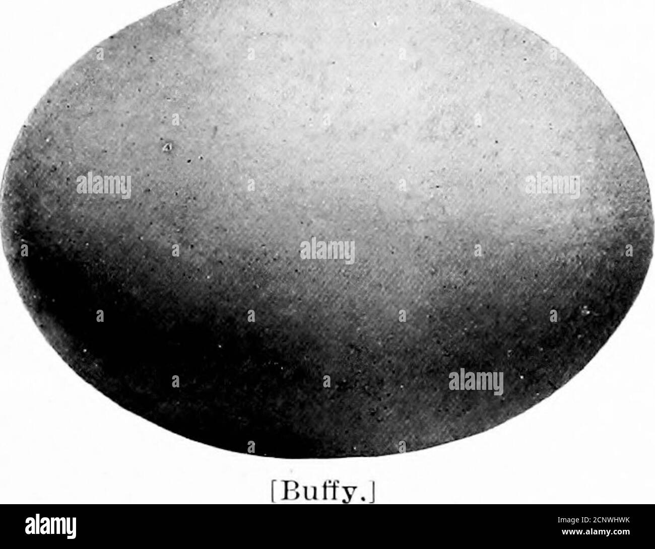 . Oeufs d'oiseaux nord-américains . OW. Ils fréquentent le pays boisé près des étangs et des lacs, se nourrissant d'insectes aquatiques et de mollusques dans les criques. Ils construisent leurs nids dans des arbres creux et des souches, souvent à un point d'adistance de l'eau. Quand les jeunes ont quelques jours, ils glissent, se bousculent, ou flottent le long de l'arbre trunkto le sol en dessous, et sont conduits à l'eau de mer. Le nid est fait de brindilles, d'herbe de sable, et chaudement bordé de duvet.les oeufs sont une couleur de buff et numéro8 à quinze. Taille ;*. X 1.5. [145.] Canard à la crème. Netta rufiiui.A espèce européenne; un seul spécimen pris sur long Island in Banque D'Images