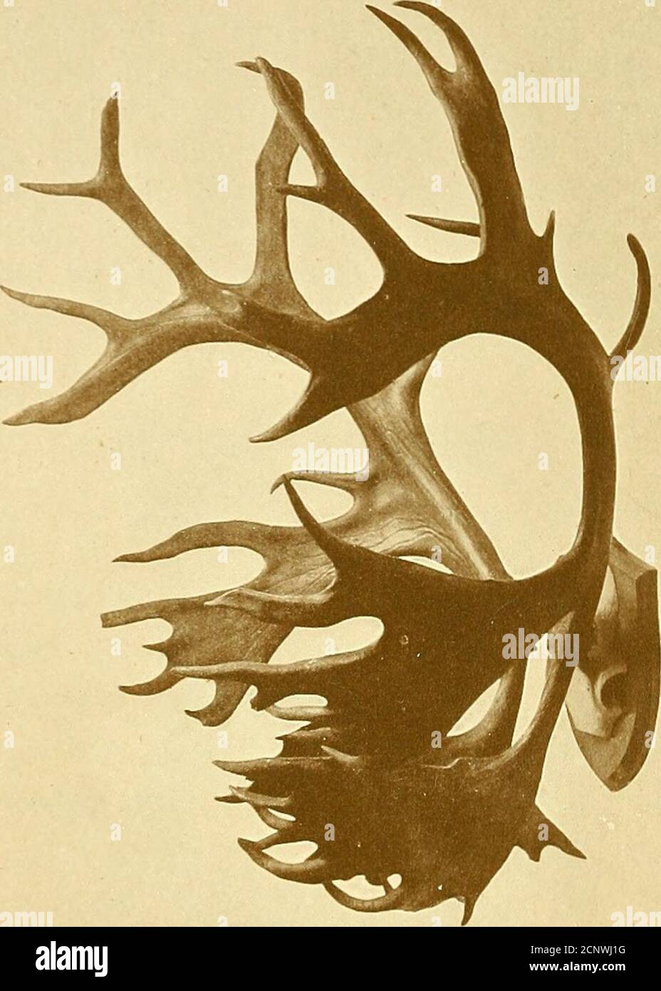 . Enregistrements de grands jeux avec leur distribution, leurs caractéristiques, leurs dimensions, leurs poids et leurs mesures de corne et de tusk . M. Egerton. 58 6 27i 41 11 +12 Cassiar . R. Hayne. 58 5i 4°i 45 20+14 Labrador H. Hesketh-Prichard. J57§ si 13 ! 13 + 7 Arctic America British Museum. 57i 51 29i 36| 18+10 Yukon . F. C. Selous. 57 5* i6| 26£ 20 + 9 N. du détroit de Davis Capt. C. R. E. Radclyffe. 551 6| 25 35 23 + 15 Cassiar . Colonel L. Parry. 2 55155i 86 28 44(extérieur) 43 26+1813 + 10 Alaska .Stikin River . American National Collection (Reed Collection).P. Niedieck. 55 6 43 48 12 + 14 Cassiar . F. C. Selous. 55 6 21 35 Banque D'Images