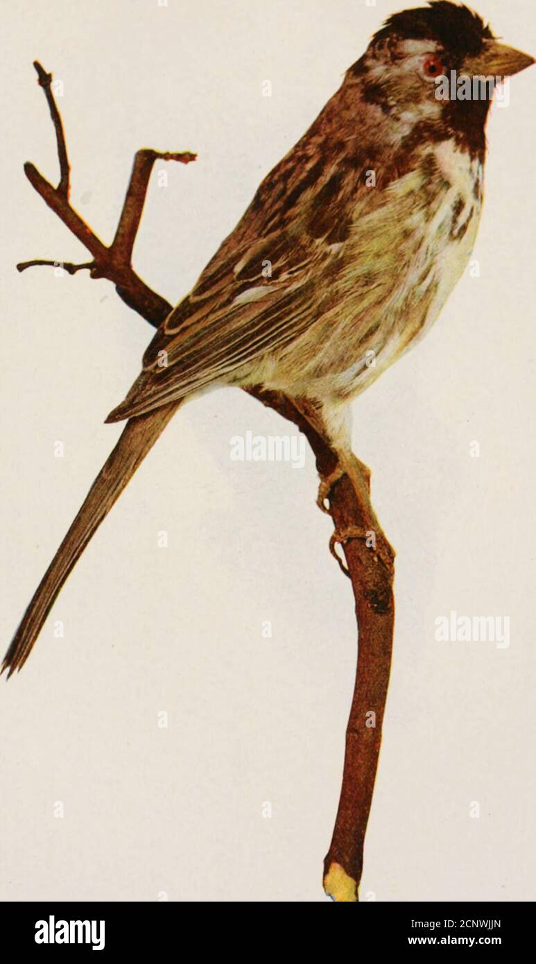 . Oiseaux et nature aux couleurs naturelles : être un traité scientifique et populaire sur quatre cents oiseaux des États-Unis et du Canada . l'observa au Texas, au cours du mois de novembre, où il était associé à des juncos, à couronne blanche et à des corneilles de champs, dans des troupeaux qui s'agitaient de milliers d'individus. Il a attrapé plusieurs des Harriss Sparrowsand les a confinés dans des cages. Ils sont devenus apprivoés et il les a nourris avec des variousinsectes, du maïs kaffir et des graines de canaris. Ce Bruant est de grande taille et lorsqu'il est habillé dans son plumage d'été itis un oiseau étonnamment beau.- le noir brillant de sa couronne et thro Banque D'Images