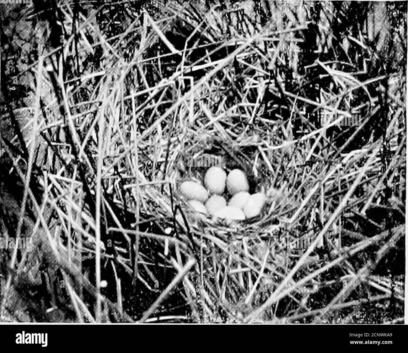 . Parmi les oiseaux aquatiques : observation, aventure, photographie : un récit populaire de la sauvagine dans les États du nord et du milieu et dans le bas du Canada, à l'est des montagnes Rocheuses . LE MÊME NID DE REDHEAD, MONTRANT LES QUATRE ENVIRONS étant des oeufs de tête rouge. Pas au-dessus d'un coup de feu de cette tache, dans une bande de roseaux loin dans le lac, un quart de mille de la rive, un autre Canvasback 204 WLL]:)-volaille DE WLL])-FoVL. A eu un nid avec sept oeufs de son propre et un d'un canard de Ruddy. Pas plus loin était une autre CAN-vasback avec onze oeufs qui étaient sur le point d'éclore. Pour une merveille, ces oeufs Banque D'Images