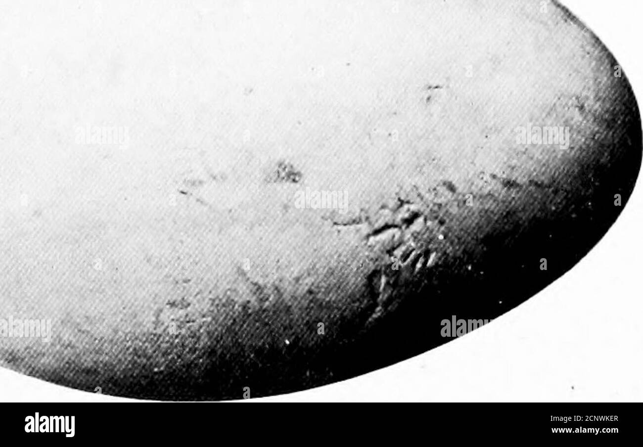 . Oeufs d'oiseaux d'Amérique du Nord . [Blanc crayeux bleuâtre. I cellules sous la peau, les faisant s'asseoir haut dans l'eau et dans l'ennal)les plus graves pour affronter la tempête en toute sécurité. Le seul lieu de breedingplace connu en Amérique est Bird Rocks où ils nichent par milliers, plaçant les nids en rangées sur les crêtes étroites ; les nids sont faits de piles d'algues, de pierres de muiland. Ils pondent mais un oeuf d'une couleur blanche et dingy et couvert de dépôt achalky. Sur l'île de St. Kilda, au large de la côte d'Écosse, ils se reproduisent par millions. Ils sont très taqués et se permettront souvent d'être touchedavec t Banque D'Images