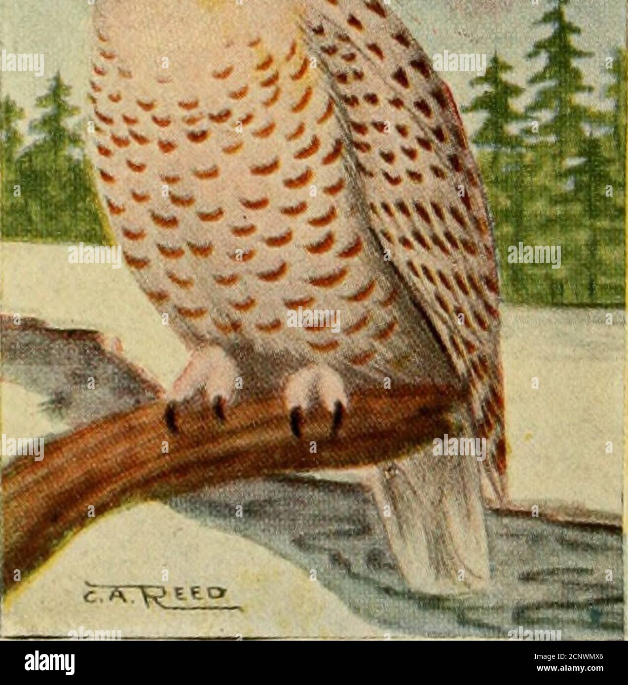 . Guide des oiseaux : oiseaux aquatiques, oiseaux de gibier et oiseaux de proie à l'est des Rocheuses. 22!). 230 HIBOU DES NEIGES 376. Nyctea nyctca. 25 po Pas de tufts d'oreille. Plumage blanc, plus ou moins de heasilys](()tted avec noir, tlie femelle habituellement être quitefortement barré sur le dos. Ils sont localement abondantdans l'extrême nord, préférant les terres basses et mossy aux districts à colombages. Ici, ils et une abondance de nourriture pendant les mois d'été, vivant sur des lièvres, lemmings, lagopède et canards. Ils sont à peu près égaux à la hibou corné en force, et pesent habituellement quelques onces de plus; ils vont fréquemment des animaux killesou Banque D'Images