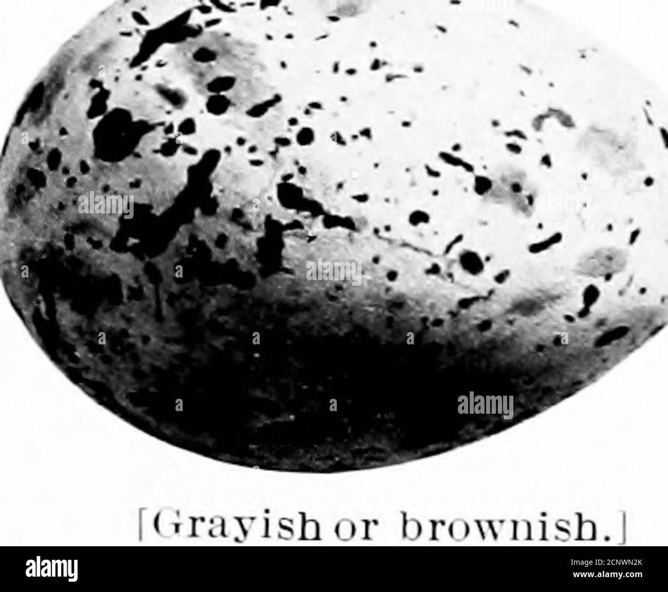 . Œufs d'oiseaux nord-américains . l&lt;;browiiis rayish Angleterre à la Gul. Ce sont les plus belles liards, havinga délicat rose blush sur le sous partspendant la saison de reproduction; la queue est verylong et profondément fourchue, la plume extérieure étant plus de cinq pouces plus long que les Middleones : le bec est rouge avec un bout noir. Theynest dans les grandes colonies sur les îles de; sud de la Nouvelle-Angleterre vers le sud, platingles nids dans l'herbe courte, généralement sans doublure. Ils pondent deux ou trois œufs qui ne peuvent être distingués des deux espèces précédingeuses. Données.—Egg is., Buzzards Bay, Mass., juin (i Banque D'Images