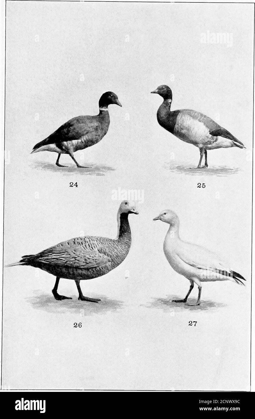 . Notre jeu à plumes; un manuel du jeu nord-américain oiseaux . 23 Oies de Hutchins. OIES.23. Bernache du Canada. 22. Hutchins Goose. PLAQUE VII OIES ET BERNACHES. 24. Brant noir.26. L'empereur Goose. 25. Brent-oie. 27. Ross Snow-Oies. PLAQUE YIII Banque D'Images