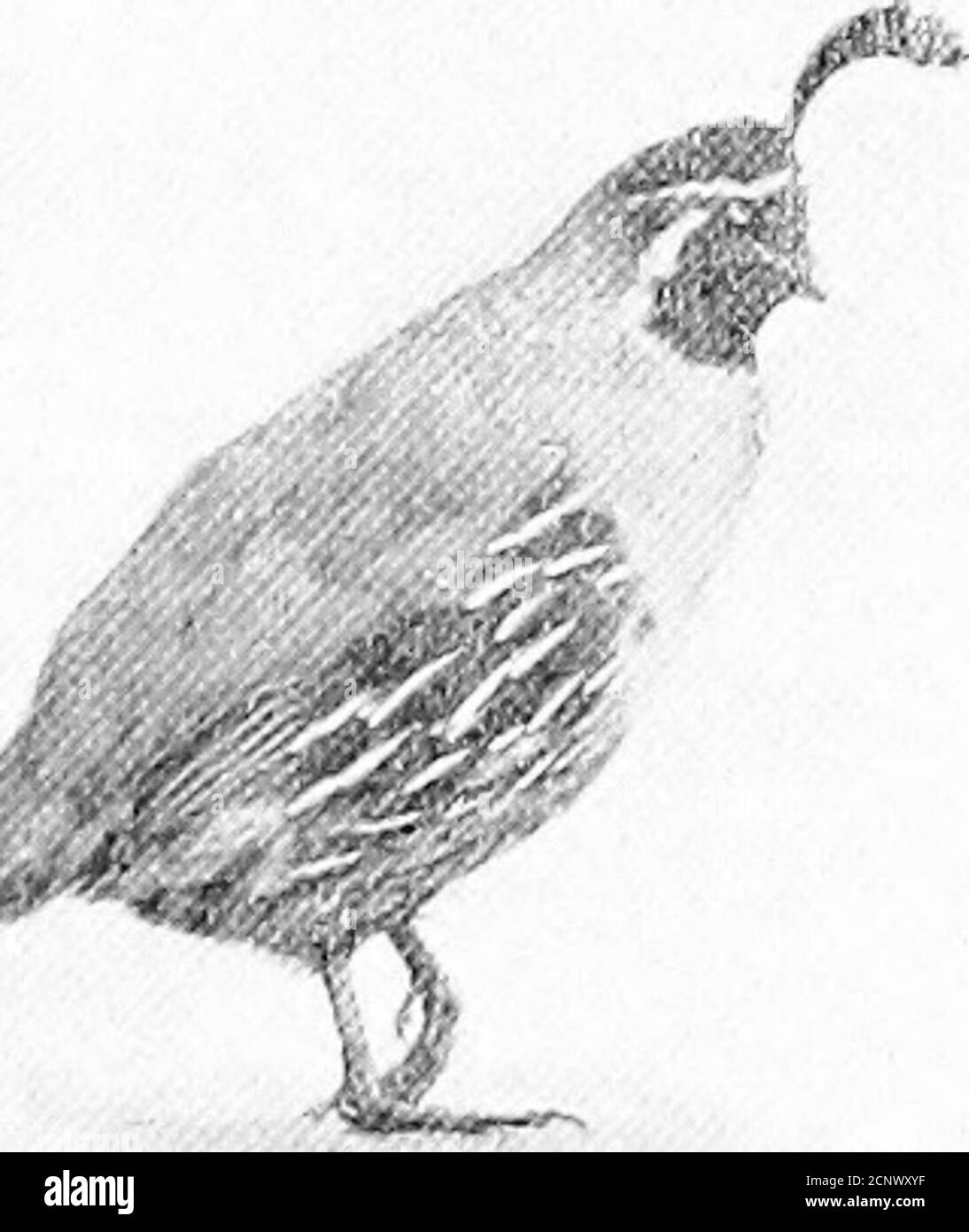 . Notre jeu à plumes; un manuel du jeu nord-américain oiseaux . 13 14. Banque D'Images