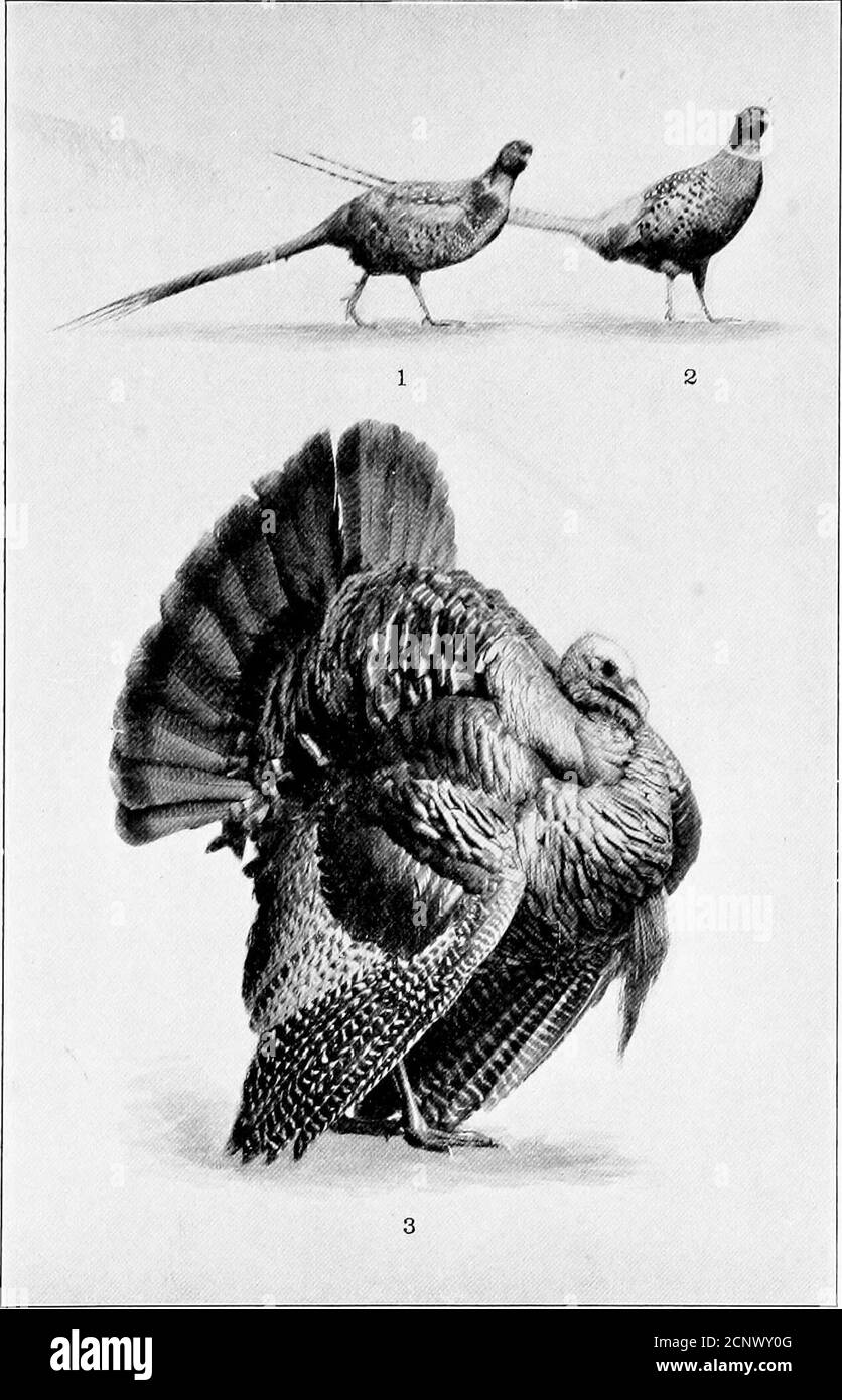 . Notre gibier à plumes; un manuel du gibier nord-américain oiseaux . canard ramasse, 199, 200Dove ailé blanc, 346, 385Canard ramasse ailé blanc, 365Crane de whooping, 323, 326, 383Widgeon, 237; habitudes, 238, 369 Wild-Birds, 139 ; migration, 140 ; abun-dance, 141; destruction de leurres sauvages, 358-360, 148, 149, 148, 142, 142,  ,  ,  ,  ,  ,  ,  ,  ,  , 143Oies Habitudes, 149 ; tir, 150, 151Pigon sauvage, 339 ; abondance, 340 ; destruction, 341, 342, 344 ; tir, 342-344Cygne sauvage, 145-147dinde sauvage, 46, 348 ; portée, 46, 47 ; tir, 48, 49 ; disparition de, 50 Willets, 294, 303, 374 Willow ptarmigan, 353 Wilphalarson Banque D'Images