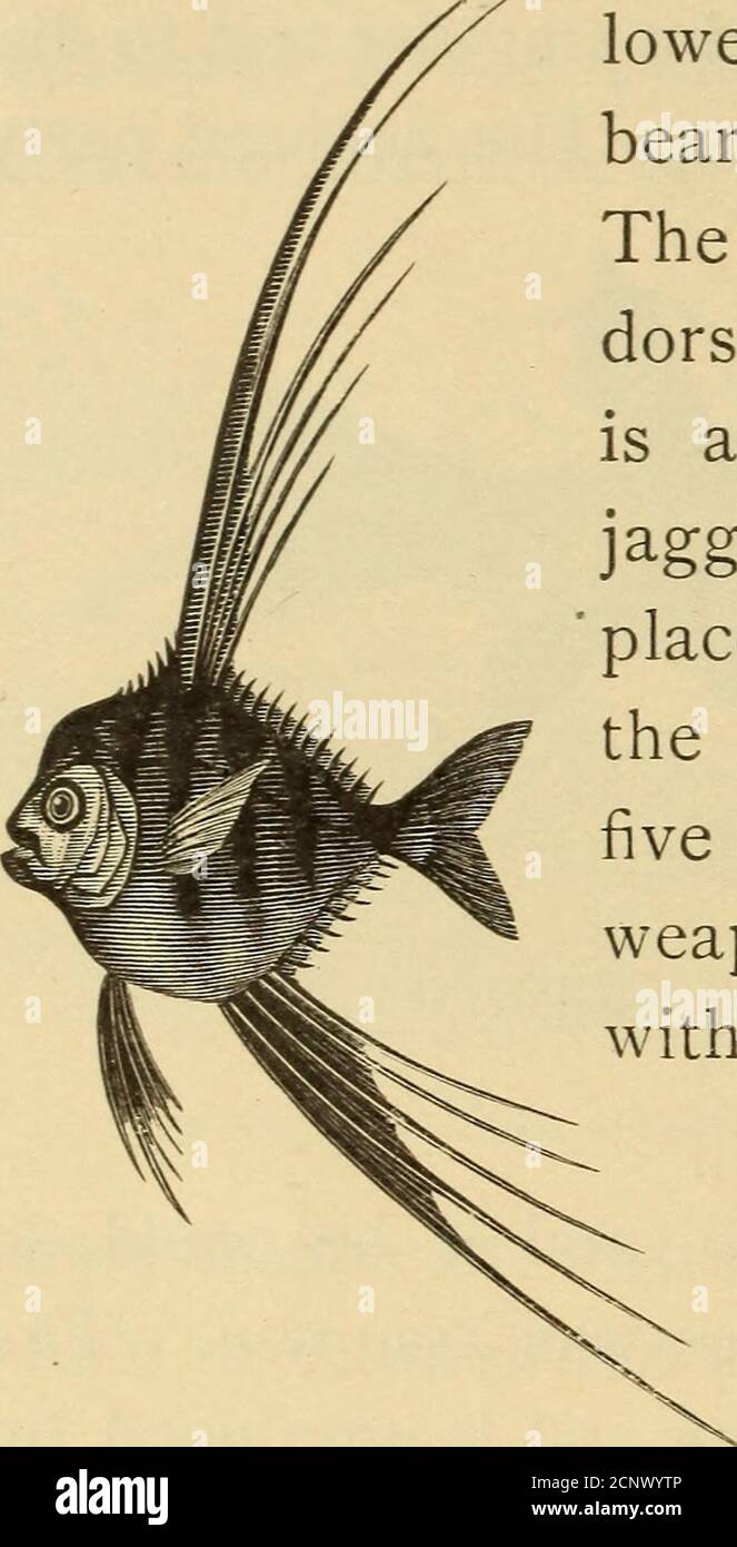 . Demi-heures avec les poissons, les reptiles et les oiseaux . s'ils sont facilement jurés. Le petit poisson-cobbler (Fig. 44) porte une colonne vertébrale si déchiquetée sur son dos. L'aiguillat a une colonne vertébrale devant la nageoire eachdorsienne, tandis que les sharkis de Port Jackson sont armés de la même manière. Les fléchettes dentelées à dents de scie dans les rayons sont placées à la base de la queue, l'un au-dessus de l'autre, le plus long étant de quatre ou cinq pouces de longueur et un formidableweapon. Le petit épinoche est armedwith épines projetant dans diverses directions, tandis que les poissons-chats ont l'armement des épines que chaque pêcheur a découvert Banque D'Images
