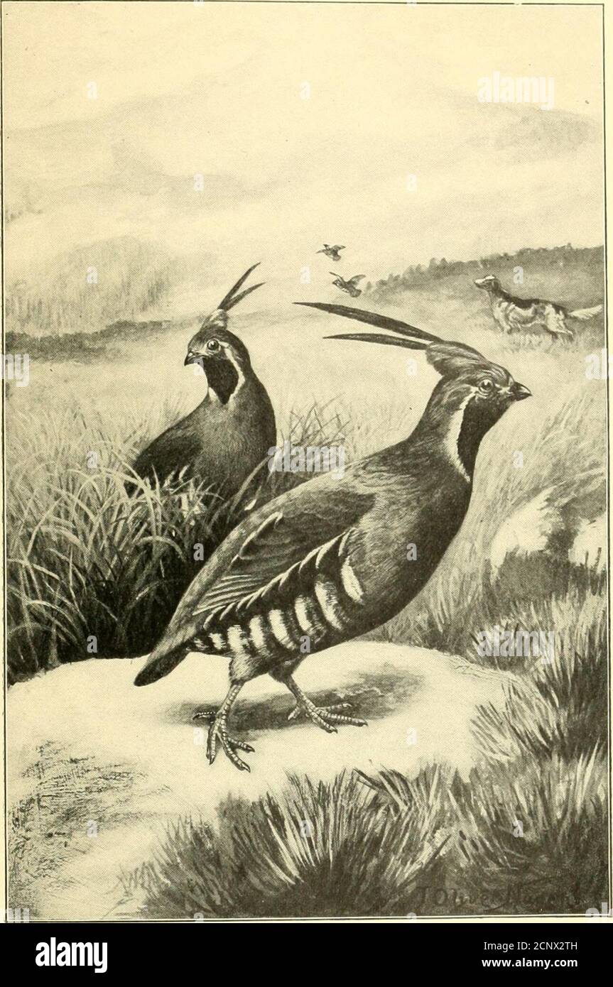 . Oiseaux de gibier des hautes terres . les éleveurs de tâches et trainershave avaient. Mais le chien se lève à l'urgence, et comme les cailles chaque année en apprendre plus sur la therange d'un fusil et la vitesse de l'homme, ainsi, les dogapprennent à aller plus vite sans les rougder et hurlent à les croquter sans passer la ligne de danger, jusqu'à ce que le concours de brute contre brute soit maintenant la plus belle exposition sur terre, et assez pour traîner pour un long tramp avec le canon laissé à la maison. LA CAILLE DE MONTAGNE quand nous grimpons les plus grandes collines de la PacificCoast à l'endroit où les ruisseaux vivaces chantent des dépôts de fond, et la columbine et le lilybegin de tigre à Banque D'Images