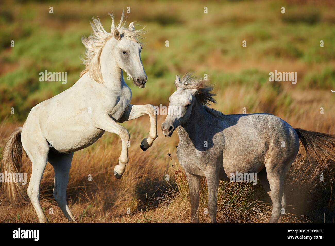 Chevaux Camargue (Equus caballus), champ, stand, bol Banque D'Images