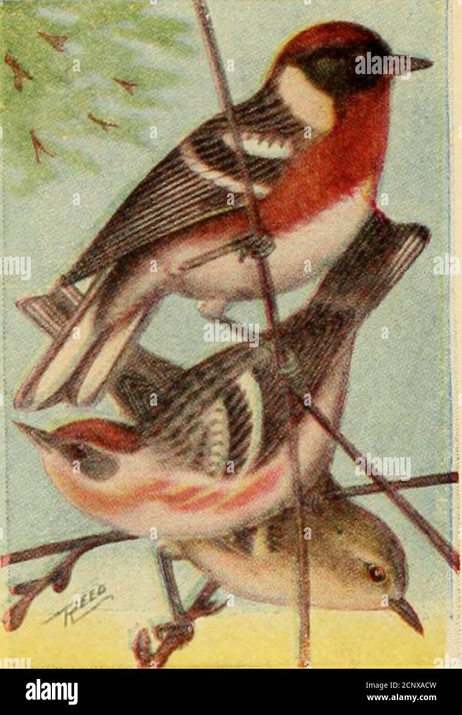 . Guide d'oiseaux . PARULINE AU LAURIER. 6G0. Dcndroica casianea. 0V2 inIale, avec couronne, gorge et côtés châtaignes riches; femelle, plus pâle; jeunes et adultes en hiver, verdishabove, Vith strié noir et avec une trace de noix de poitrine sur les Hanks. Ces Parulines ne sont abondantes que localement pendant les mi-grations, alors que dans l'est de la Nouvelle-Angleterre elles sont rares.ce sont des chasseurs d'insectes actifs, qui osent rapidement dépasser les sommets des arbres ou, moins souvent, en forme de pinceau; leurs habitudes ressemblent presque à celles de la Paruline à flancs de châtaignier.Song.—UN faible, verrumble liquide. Nid.—à faibles altitudes dans les arbres dans les bois marécageux;compact, cu Banque D'Images