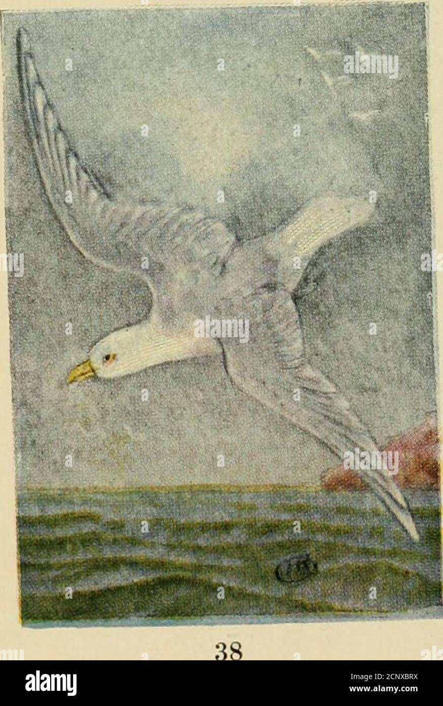 . Guide des oiseaux : oiseaux aquatiques, oiseaux de gibier et oiseaux de proie à l'est des Rocheuses. ICELAND GULL 43. LAMS lettcoptcrus. 25 po Plumao-e exactement comme celui du glaucus Gull butthe birdsare plus petit et se trouvent plus au nord. Portée. Se reproduit au Groenland et hiverne au sud jusqu'au nord de la Nouvelle-Angleterre et des Grands Lacs. GULL KUMLIEN 45. Larus kumlieni. 27 po Plumage très semblable à celui de l'Islande etGlaucus Gulls, mais avec les primaires ospuouslyo,-vv avec des bouts blancs. Comme d'habitude avec la famille des goélands, les espèces de thisespèces se nourrissent en grande partie, pendant la saison de nidification des œufs et des jeunes d'autres oiseaux de mer. Ils Banque D'Images