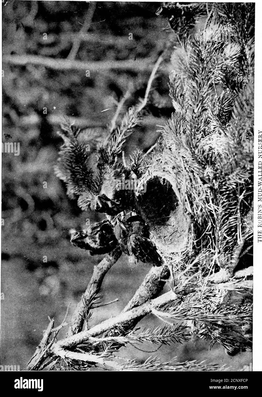 . Oiseaux voisins. Une connaissance d'introduction avec cent cinquante oiseaux communément trouvés dans les jardins, les prairies, et les bois sur nos maisons . ed, si tendre et ravie, si délicieusement doux-exprimé.? Avec des viréos plus pleins et plus riches, que Nuttall a dit qu'il ressemble, l'extase aperfect de l'amour se déverse sans cesse de sa gorge durant les premiers jours d'été. Il y a une suggestion de la robinsIbve-chanson dans son, mais sa copieté, variété, et la rapidité donne un caractère tout à lui. Dans som.e vieux, négligé haie ou bas arbre au sujet de la campagne-place un nid plat, herbacé, l Banque D'Images