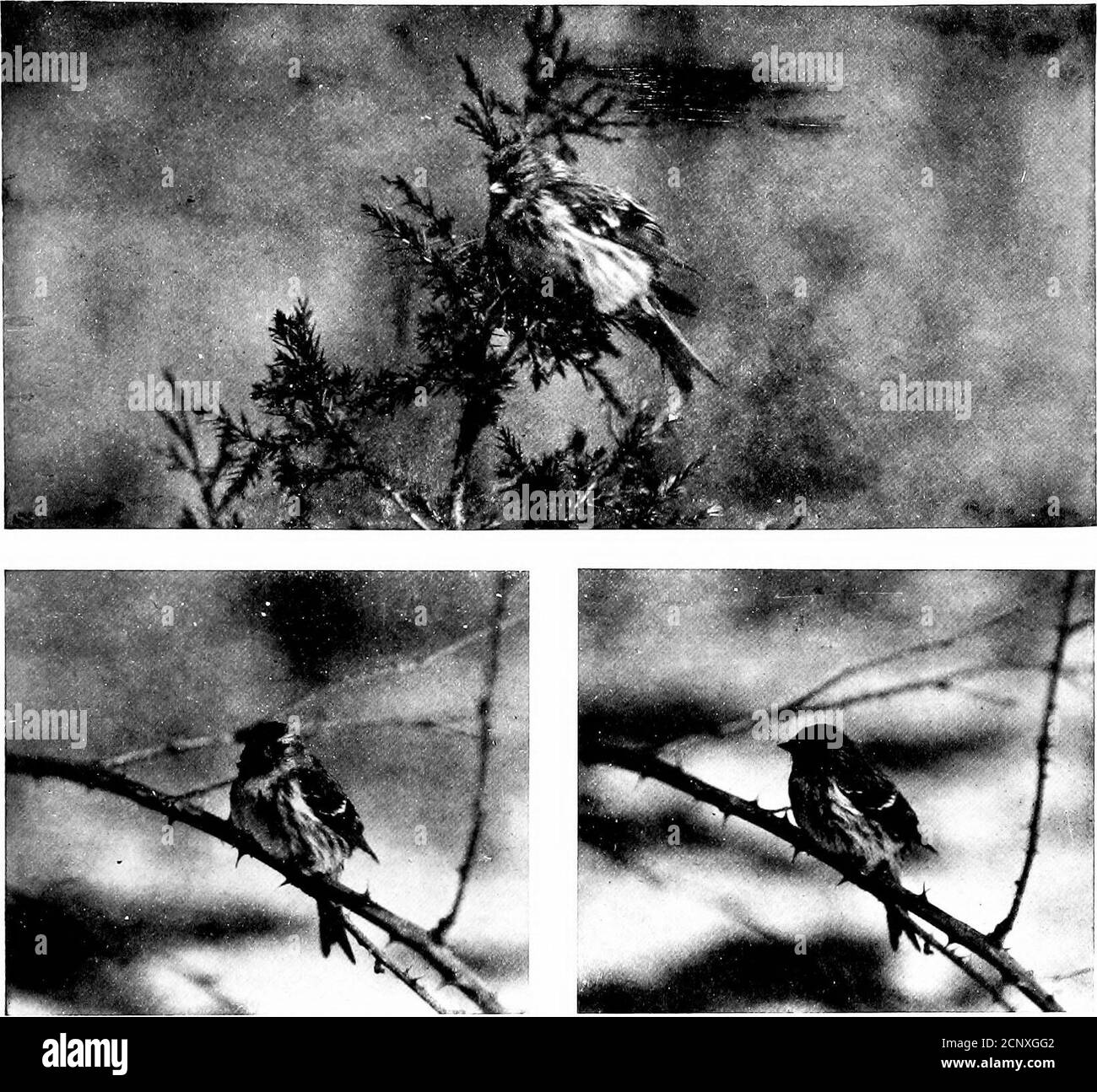 . Oiseaux voisins. Une connaissance d'introduction avec cent cinquante oiseaux communément trouvés dans les jardins, les prés, et les bois sur nos maisons . Fin. Goldfinch. Siskin de pin. Laponie Longspur. Smiths peint Longspur soir Grosbeak. Cardinal. Geai bleu. Croix-Rouge. Crow à bec croisé à ailes blanches. Nid de poisson. Kingfisher. RÉSIDENTS D'ÉTÉ OISEAUX VUS ENTRE AVRIL ET NOVEMBRE MOURNMG DOVE. Coucou à bec noir. Coucou à bec jaune. Kingfisher. Pic à tête rouge. Pic poilu. Pic de bois. Pic à ventre jaune. Scintillement. Whippoorwill. Nighthawk. Cheminée Swift. Hu Jintao, un nouveau président du gouvernement chinois Banque D'Images