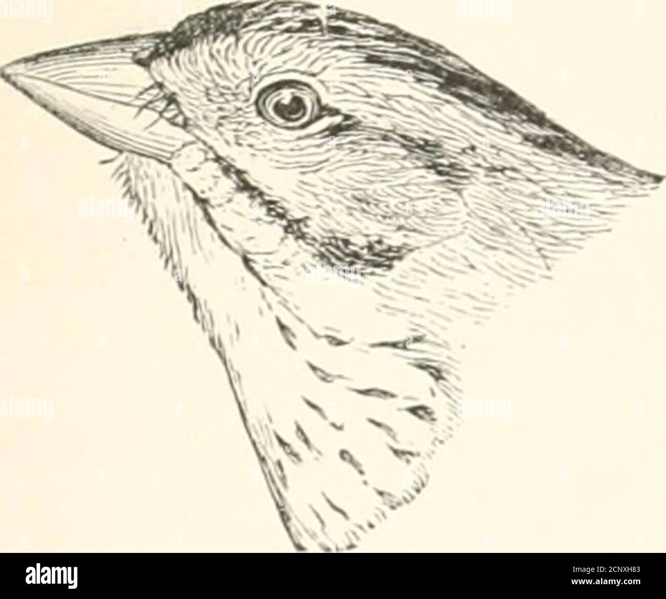 . Les oiseaux de l'est de l'Amérique du Nord se trouvent à l'est du XIXe méridien .. . Ammodranius caudaculus. (Coturniculus) henslowi. FAMILLE FHINC;iLLII&gt;^. SPAKKOWS, FINCHES, CROSSBILLS, ETC. 229. Dessus de lichjid et de nape, vert olive pâle, mixé avec du noir; pas de bande tawny sur l'œil. Eclaireur de Henslows. Ammodramns handoivii.Voir N° 412. Banque D'Images