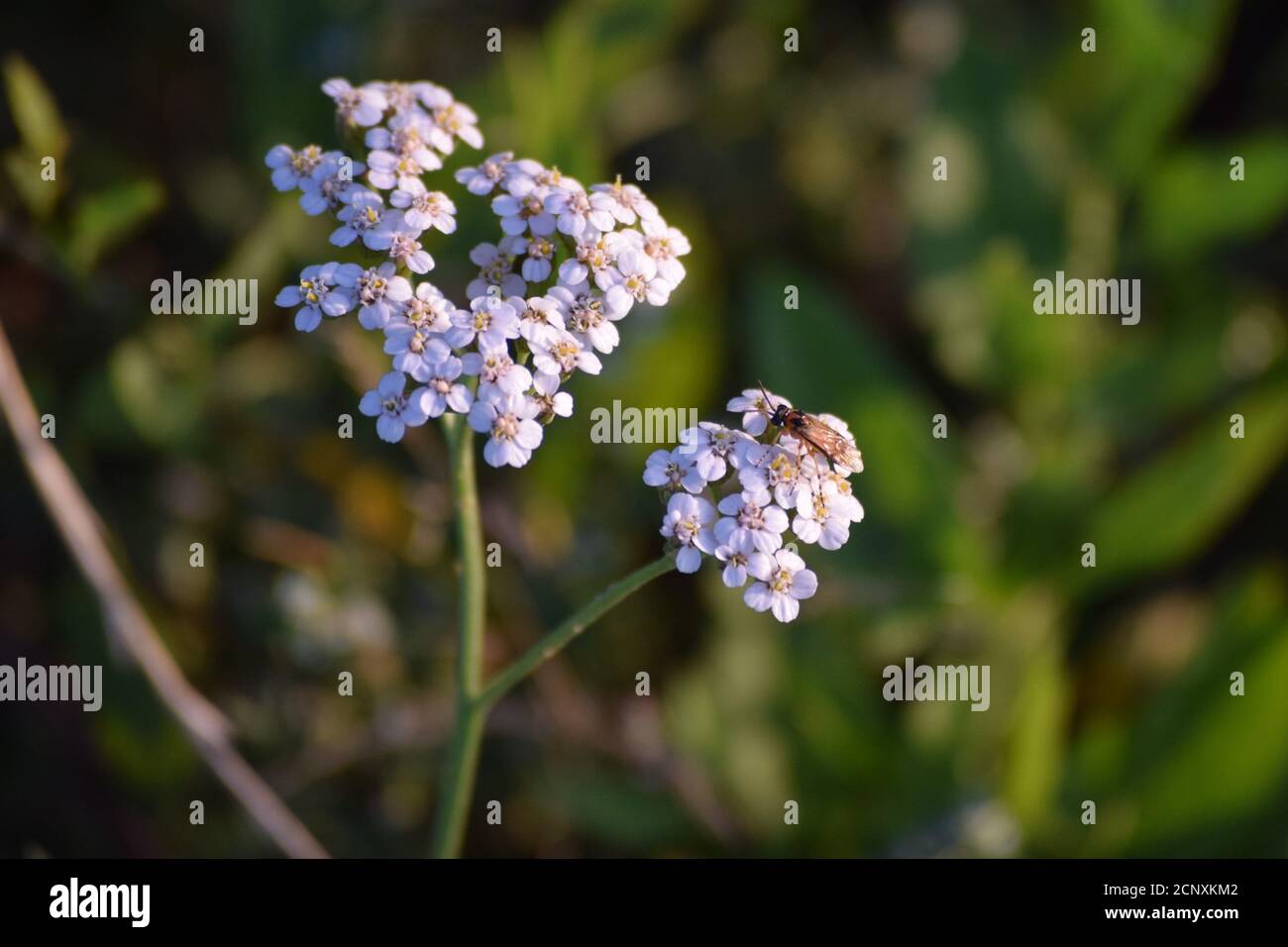 Le soldat noir vole sur un Yarrow Banque D'Images