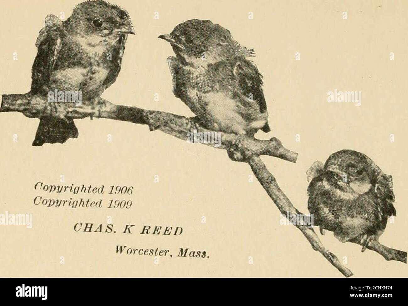 . Guide d'oiseaux . ÉDITION RÉVISÉE mrd Quide Land Birds East of the Rockies PRÉPARANT LE PETIT-DÉJEUNER (deux adultes Bruant la teigne en morceaux pour nourrir les jeunes.) ^ B I R D G U I D E PARTIE 2 OISEAUX TERRESTRES À L'EST DES ROCHEUSES 5>»-^ & GT; DES PERROQUETS À BL LEBIRDS PAR CHESTER A. Reed^ auteur de North American Biris ufs, et, avec Frank M. Chapman, de Color Key to North AmericanBirds. Conservateur en ornithologie, Worcester Museum of Natural History TORONTO . /Mo 4 rv 4AFT^ LA COMPAGNIE DE LIVRES DE MUSSON,! /,JJ 1 G j38f 1: Limité. ^ i/BRARE5. (Droits d'auteur 1906Copyrighted 190!) CAHAS. K REED Worcester, Mass Pla Banque D'Images