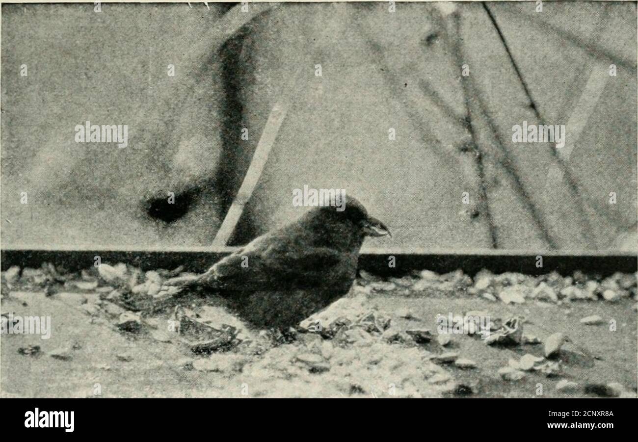. Bird-Lore . Etroit River, nous avons maintenu une station d'alimentation pour les oiseaux pour les trois derniers hivers.la première et la deuxième saisons, nous avons eu seulement le Chickadee à tête noire, le pic de bois de Downy, et le Nuthatch à tête blanche.l'hiver de 1919-20, nous avons eu, en outre, Juncos, le Cardinal Grosbeak, Blue Jays, et cinq mâles croisés. Les Crossbills n'ont pratiquement pas eu peur et sont arrivés par intermittence pour l'amonth, se gorgeant de graines de tournesol. Age. Les Parulines parmi eux étaient utterlycrainless, se querelant sur nos chapeaux, les épaules, et les mains, pecking à la pierre de Banque D'Images