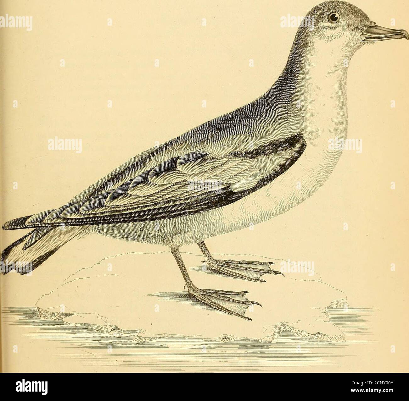 . Illustrations d'ornithologie . -:%■/&lt;■// ■/ // // //f/ ^A/.j/s ?/ . 4-1.. //&gt;■/&gt; /// A //?/ t^%&gt; }.j/r/ ■ PACHYPTILA FORSTERI, Stephens.Forster s Prion. PLAQUE XLVII. P. coerulescente-grisea, subtus alba, remigibus rectricumque apicibus nigris, rectrici-bus duobus medis longissimis. Procellaria vittata, Gmel. Linn. vol. ii. P. 560. Procellaria forsteri, Lath. Vol. iii. P. 827- Pachyptila forsteri, Steph. In Shaws. Gen. Zool. vol. xiii. P. 251, W e ont figuré et décrit cet oiseau à partir d'un spécimen prêté à usby the Zoological Society of London, sous le titre ci-dessus, W Banque D'Images