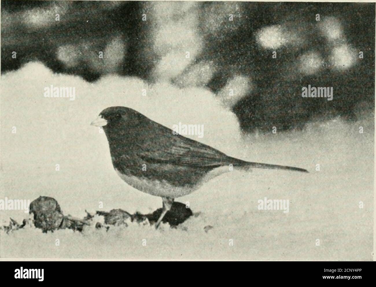 . Minerai d'oiseau . Plovera été trouvé là, mais un très grand troupeau de Bluebirds de montagne a été vu dans un champ qui était ensemencé, certains planant sur l'aile, d'autres prenant leur nourriture d'insecte de l'air ou du sol. Le nombre d'oiseaux a été estimé entre 100 et 200. Les Pipits se trouvaient également dans les champs en nombre équallylarge. Dans un endroit louche étaient de nombreux Sparrows, y compris Western Chip-ping, Western Savanna, Western Lark, ainsi que le plus commun Gambel et Golden-Crown. Prolongeant leur voyage en passant par le port de SanPedro, où dix Egrets ont été vus, à point Firmin et à Whites point, theyfound White-throate Banque D'Images . Minerai d'oiseau . Plovera été trouvé là, mais un très grand troupeau de Bluebirds de montagne a été vu dans un champ qui était ensemencé, certains planant sur l'aile, d'autres prenant leur nourriture d'insecte de l'air ou du sol. Le nombre d'oiseaux a été estimé entre 100 et 200. Les Pipits se trouvaient également dans les champs en nombre équallylarge. Dans un endroit louche étaient de nombreux Sparrows, y compris Western Chip-ping, Western Savanna, Western Lark, ainsi que le plus commun Gambel et Golden-Crown. Prolongeant leur voyage en passant par le port de SanPedro, où dix Egrets ont été vus, à point Firmin et à Whites point, theyfound White-throate Banque D'Images