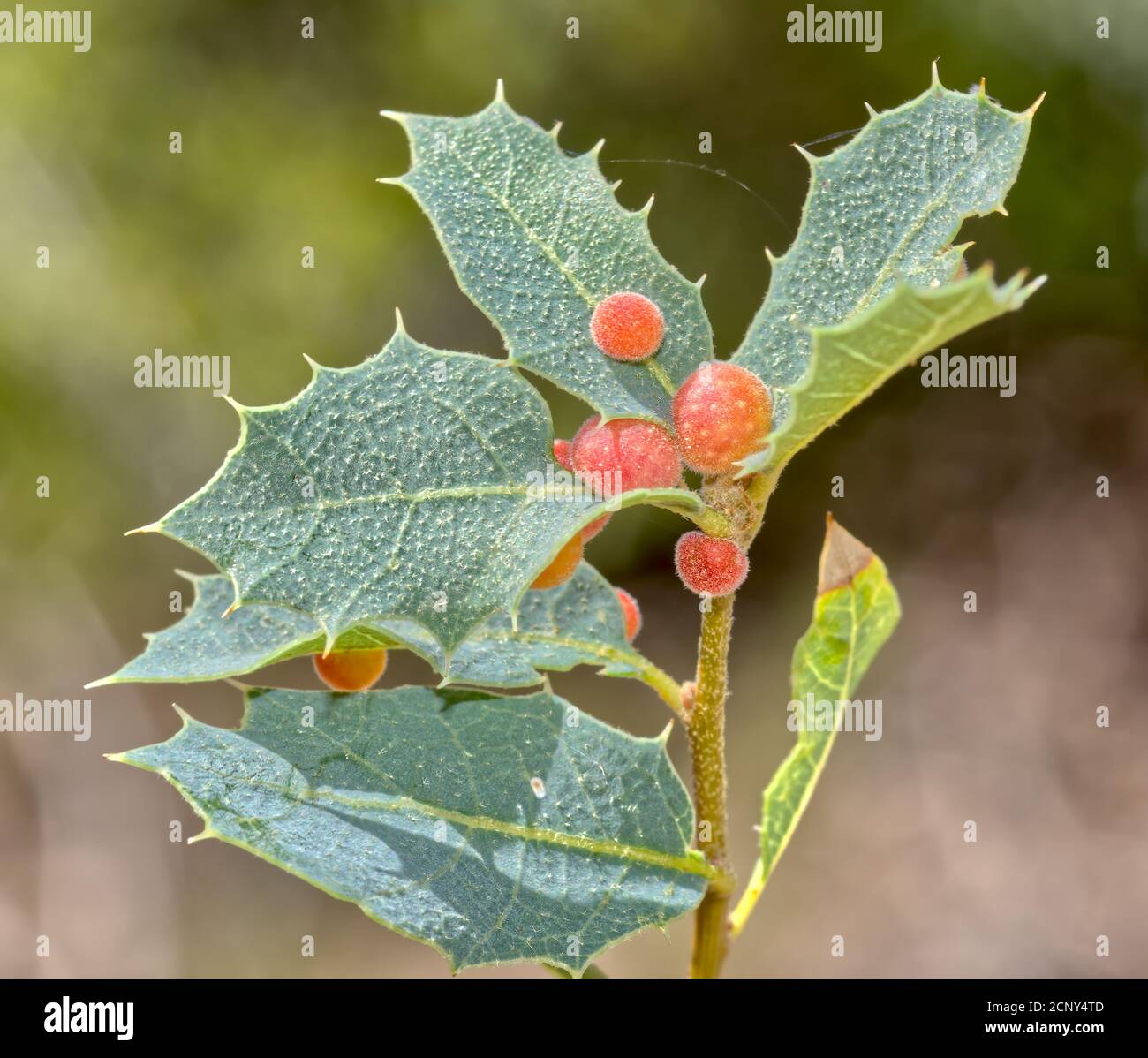 Galettes de guêpe cynipide sur les feuilles de chêne d'Emory. Ce chêne d'Emory particulier, Quercus Emoryi, est originaire de la région de la vallée de Chino en Arizona. Les galettes rouges c Banque D'Images