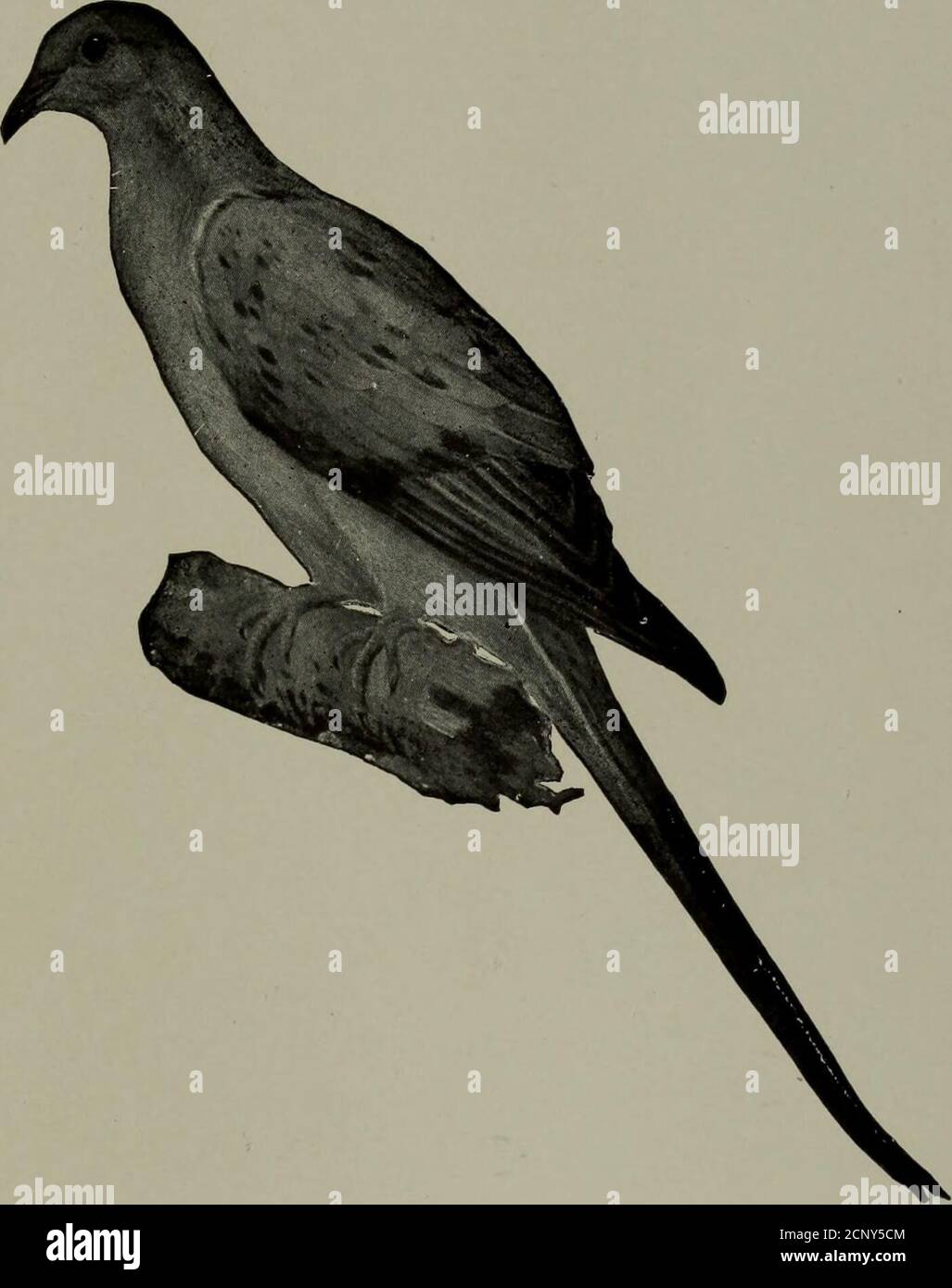. Alabama Bird Day Book . d de Zeus thronePec des pignons en forme d'épée trempés dans Sunrise hue, UN grand aigle d'or plongé, une pierre vivante, Ah, puis c'était le chasseur resté sa main, car avec ses puissantes ailes s'étalait sombre et large, l'oiseau dans l'ombre de refroidissement doucement bronzé; Et en planant par son côté, déchirée par la flèche qui l'avait posée basse, et rempli l'air avec des cris de malheur plus féroce. Oh, Acteon, allez-y, mais l'aube est séchée de la vigne et de la feuille de la rosée cristalline; allez, allez! ere Dryad, Nymph et Faun barbu viennent venger la mort de son vous avez fait mourir.mais regardez! Le destin le tient et h Banque D'Images . Alabama Bird Day Book . d de Zeus thronePec des pignons en forme d'épée trempés dans Sunrise hue, UN grand aigle d'or plongé, une pierre vivante, Ah, puis c'était le chasseur resté sa main, car avec ses puissantes ailes s'étalait sombre et large, l'oiseau dans l'ombre de refroidissement doucement bronzé; Et en planant par son côté, déchirée par la flèche qui l'avait posée basse, et rempli l'air avec des cris de malheur plus féroce. Oh, Acteon, allez-y, mais l'aube est séchée de la vigne et de la feuille de la rosée cristalline; allez, allez! ere Dryad, Nymph et Faun barbu viennent venger la mort de son vous avez fait mourir.mais regardez! Le destin le tient et h Banque D'Images