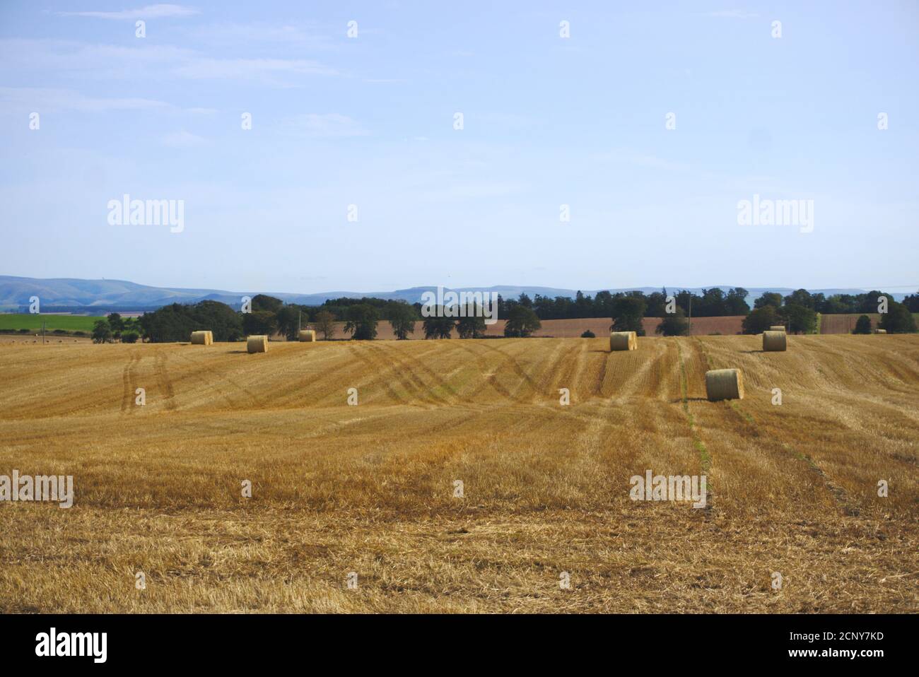 Balles de foin circulaires et marques de tracteur dans un champ aux frontières écossaises. Banque D'Images