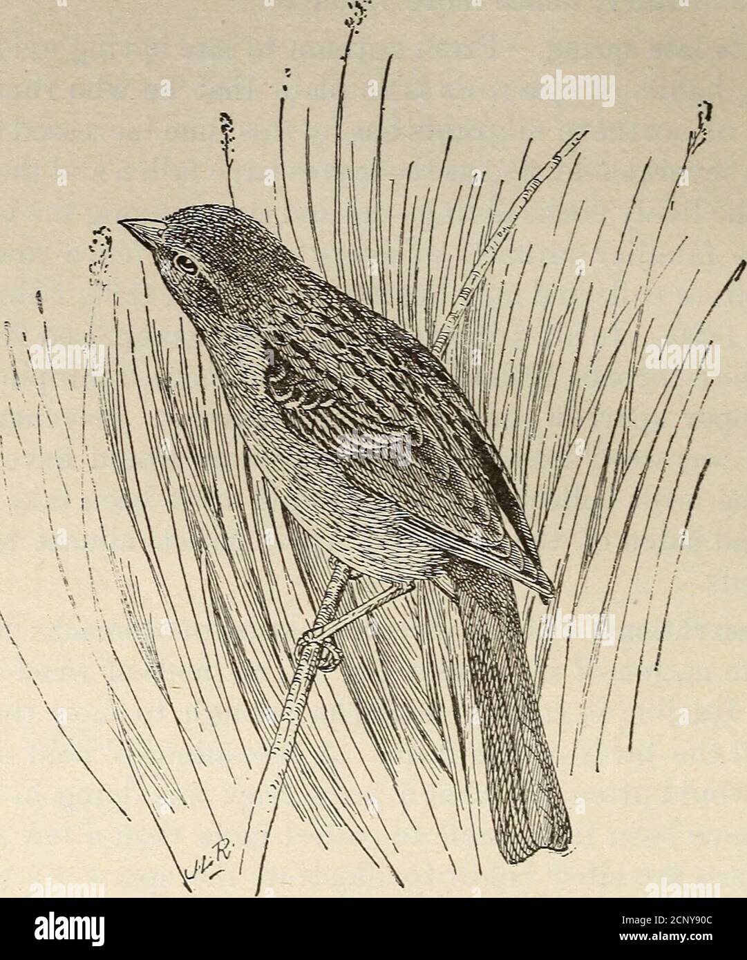 . Oiseaux d'une ferme du Maryland : une étude locale de l'ornithologie économique . a gleaner. Heureusement, cependant, il est acceptable pour les oiseaux-petits-semences, et il leur fournit probablement une plus grande proportion de leur nourriture que n'importe quelle autre plante sur la ferme, un fait qui sans doute preventsmuch plus de problèmes et de perte. Une autre mauvaise herbe nocive est le perce-balai. Il est ruineux à la tonte et au pâturage, et se répand si readilyque si non perturbé il prendra à temps possession de tous les champs(PI. XIV, fig. 2). Juncos, les moineaux de champ, les moineaux d'arbre, et probablement. Figure 28—Bruant de champ. D'autres espèces le vérifient dans une certaine mesure. A Banque D'Images