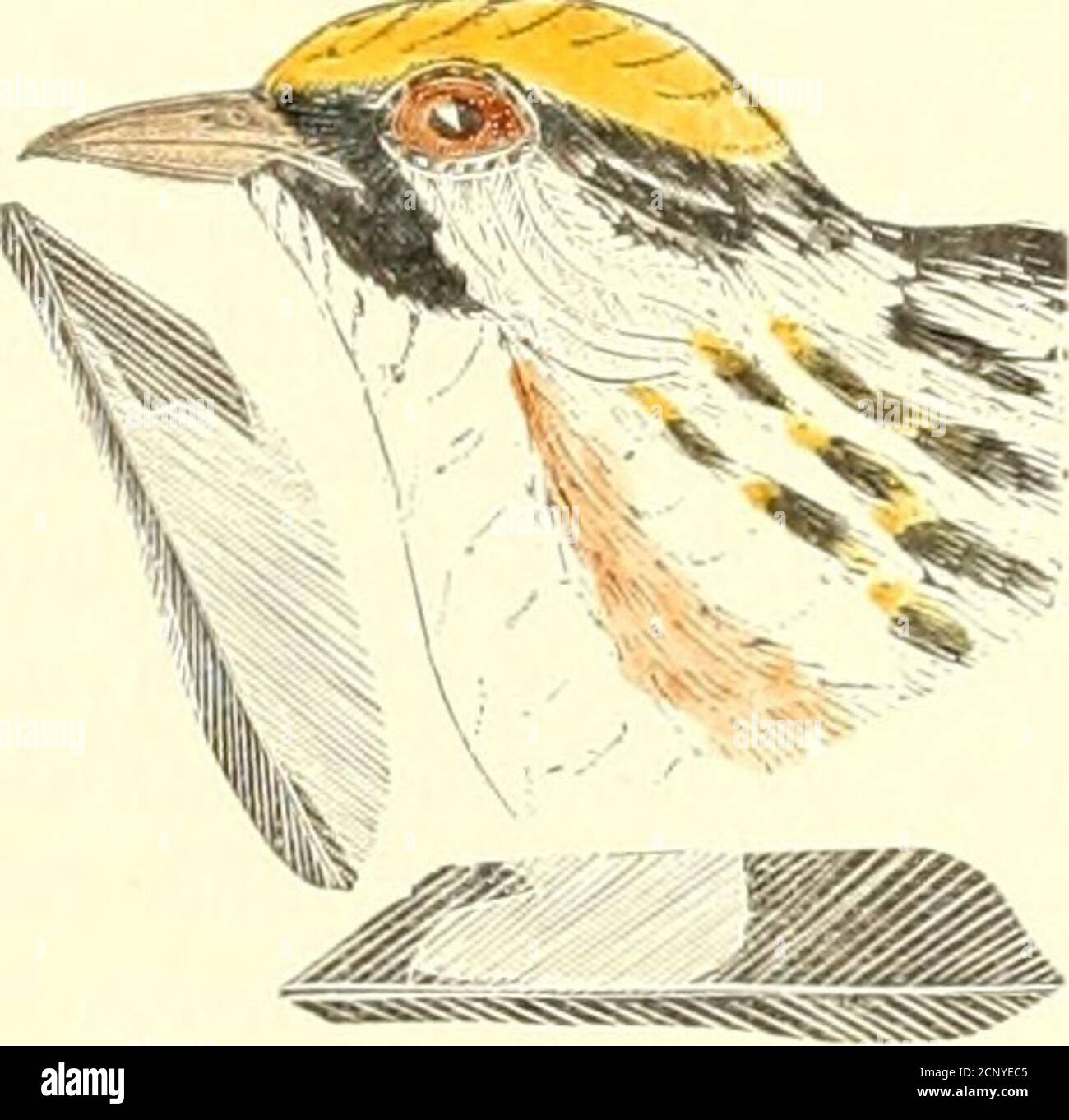 . Les oiseaux de l'est de l'Amérique du Nord : avec des descriptions originales de toutes les espèces qui se trouvent à l'est du fleuve Mississippi, entre le cercle arctique et le golfe du Mexique, avec des notes complètes sur leurs habitudes, etc ., jalonné de noir. 610 PARULINE à flan. Ailes, brunes, avec les plumes, verdâtres, bordées de deux larges bandes blanches verdâtres presque cortnétes. Queue, brune, avec des plumes bordées de l'ashy, avec tache blanche sur la bande intérieure de l'extérieur, occupant environ la moitié de sa longueur, et ciimant en contact avec la veine toute la longueur exceptingpour un petit sjiace terminally; à la base il RU Banque D'Images