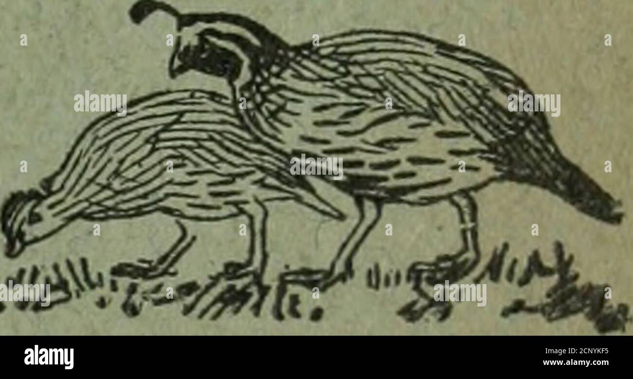 Notes D Oiseau Prix 1 Aiaadj Sahscriphor I S Pour A07r Enhers J Birdnotes Le Q Otrpi O L Oiseau Etranger Clubwesley T Pcx E F Z S Ek Ae D Iou J Zie 15 O Enca Mon K J W Ashbourne Phnted