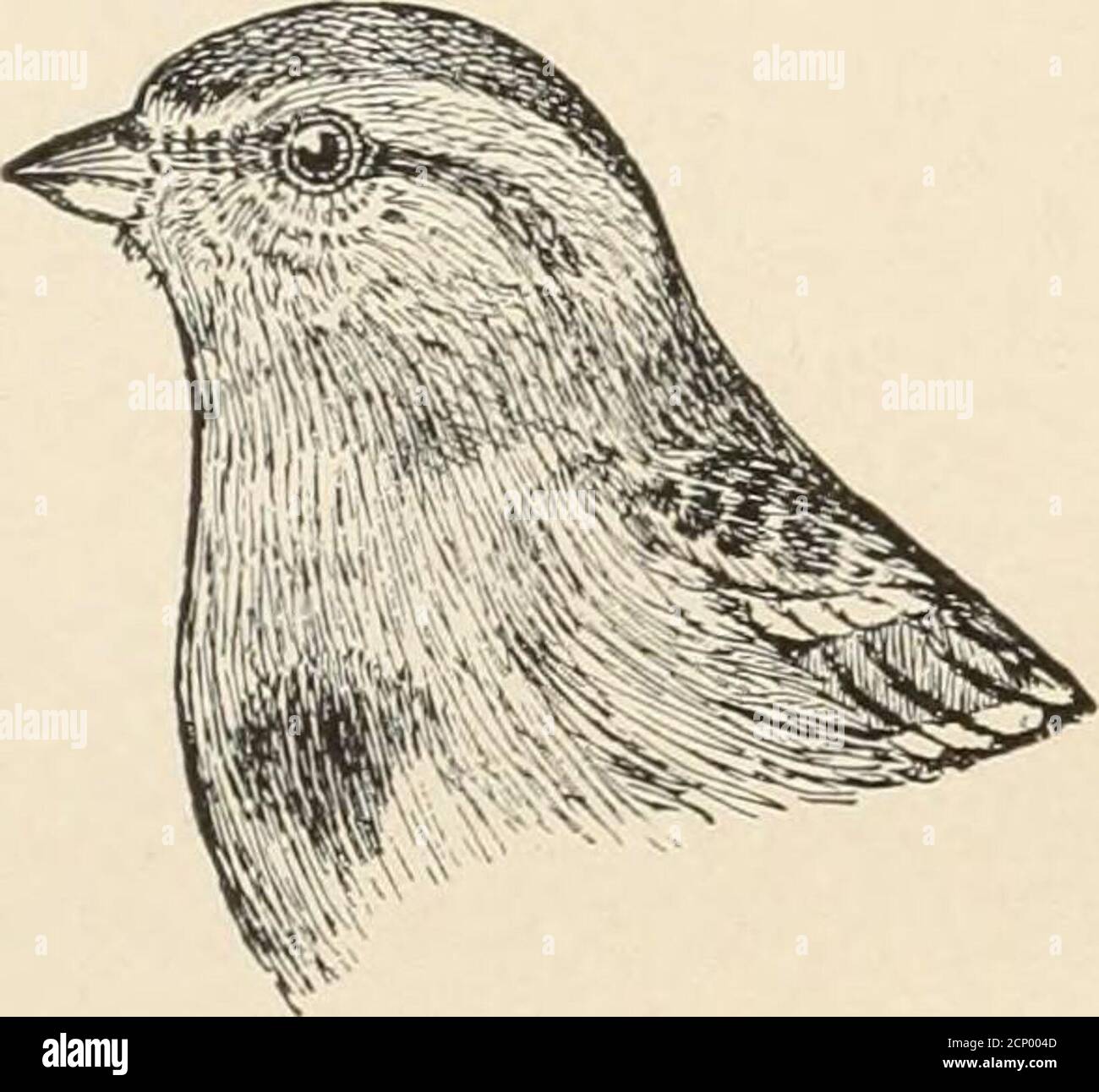 . Oiseaux utiles et leur protection. Contenant de brèves descriptions des espèces les plus courantes et utiles du Massachusetts, avec des comptes-rendus de leurs habitudes alimentaires, et un chapitre sur les moyens d'attirer et de protéger les oiseaux . des collines, des nearswamps, des prairies, ou des champs de mauvaises herbes.dans ces champs, il se nourrit souvent loin de la couverture brousse, mais se fliesvite avec le palet sur l'approche du danger. Cette espèce va habituellement dans les troupeaux, et les individus ne sont pas communément vus seul ; bien qu'un seul oiseau peut parfois être trouvé avec un troupeau de Juncos. Il se nourrit principalement sur le sol, et ramasse les graines des mauvaises herbes comme Banque D'Images
