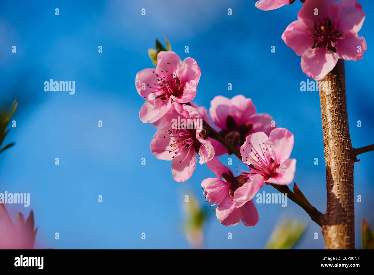 Prunier de sang (Prunus cerasifera), nigra, fleur, gros plan Banque D'Images