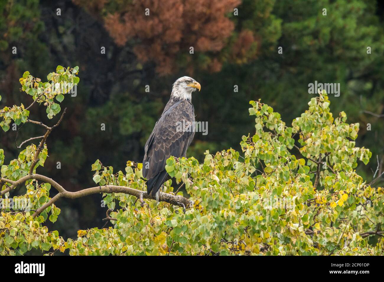 Aigle à tête blanche (Haliaeetus leucocephalus) adulte attiré par le frai du saumon sockeye, Chilcotin Wilderness, BC Interior, Canada Banque D'Images