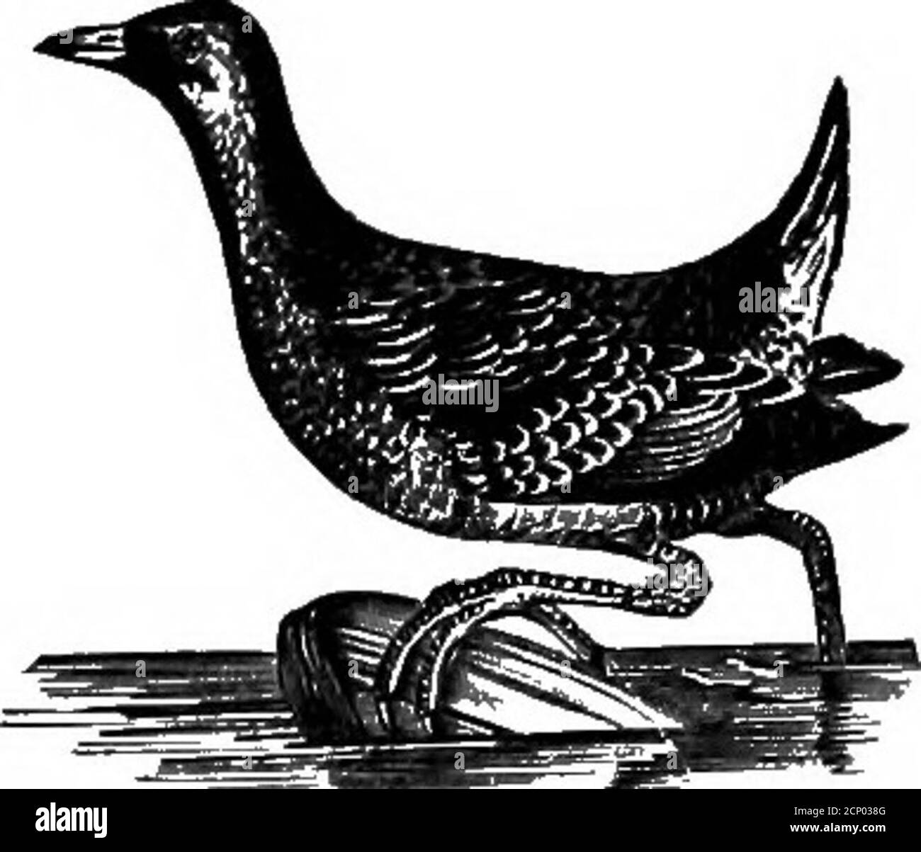 . La clé pour les oiseaux nord-américains. Contenant un compte rendu concis de toutes les espèces d'oiseaux vivants et fossiles à l'heure actuelle connues du continent au nord de la frontière mexicaine et des États-Unis, y compris le Groenland et la Basse-Californie, avec lesquelles sont incorporées l'ornithologie générale: Un aperçu de la structure et la classification des oiseaux; et l'ornithologie de champ, un manuel de collecte, de préparation et de conservation des oiseaux . s sont strictement paludicoles; la combi-cession du corps est ta maximum; la forme est émoussée et épaisse derrière, avec une queue verycourte de bout en haut, et se couche à un point en avant; l'ensemble Banque D'Images