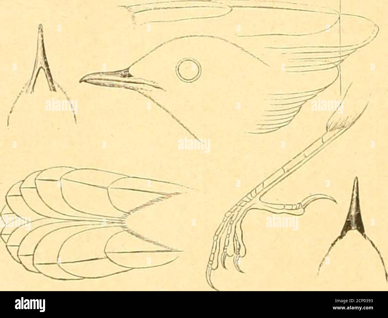 . Ornithographia rossica = Ornitologicheskaia faune Rossii imperi = Die Vogelfaune des russischen Reichs . дъ Sukhur, Sind. Ширванское ущелье, Ко- колл. Г. Сибома coli. Н. eff. Seebohm. 11497 5 -+- 11 15 34 53,5 43 17,5 29 24.V1II89 петъ-дагъ.Schirwan-Schlucht, Ко-PET-dagh. Ширванское ущелье, Ко- Н. А. Заруднып. Ыг. N. Sarudny. Ex 11498 2 -+■ 11 14 31 50 43 17 210 24. VIII 89 петъ-дагъ.Schirwan-Schlucht, Ко-PET-dagh. Н. Л. .Зарудный.HR. N. Sarudny. Ex. 4;3. LU8CIN10LA (DUMKTICOLA) THORACICA (IHYTLI). [Cat Brit. Oiseaux MUS., V, p. 121 auil 124 (partim)]. 1844. AJ^NIS, S(dibras. Ilodgson, Brix Banque D'Images