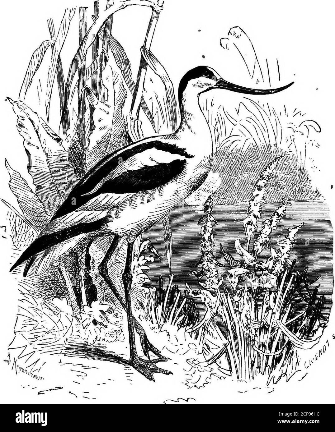 . La clé pour les oiseaux nord-américains. Contenant un compte rendu concis de toutes les espèces d'oiseaux vivants et fossiles à l'heure actuelle connues du continent au nord de la frontière mexicaine et des États-Unis, y compris le Groenland et la Basse-Californie, avec lesquelles sont incorporées l'ornithologie générale: Un aperçu de la structure et la classification des oiseaux; et l'ornithologie de terrain, un manuel de collecte, de préparation et de conservation des oiseaux . 610 SYNOPSIS SYSTÉMATIQUE.—LIMICOL^. Et à fond de bande; le BIU est décidément récuré, aplati et se déforme à un point semblable à une aiguille; le corps est déprimé; le plumage en dessous est this Banque D'Images