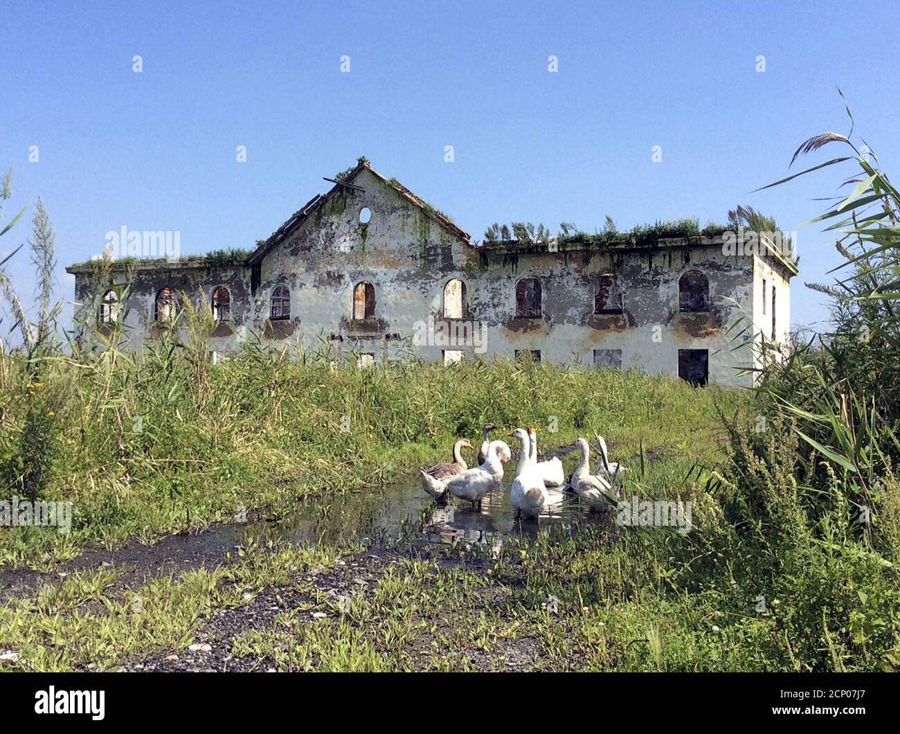 Un troupeau d'oies se nourrit devant un bâtiment abandonné à la colonie de  Khasan, à la frontière entre la Russie, la Chine et la Corée du Nord,  Russie, le 4 septembre 2015.